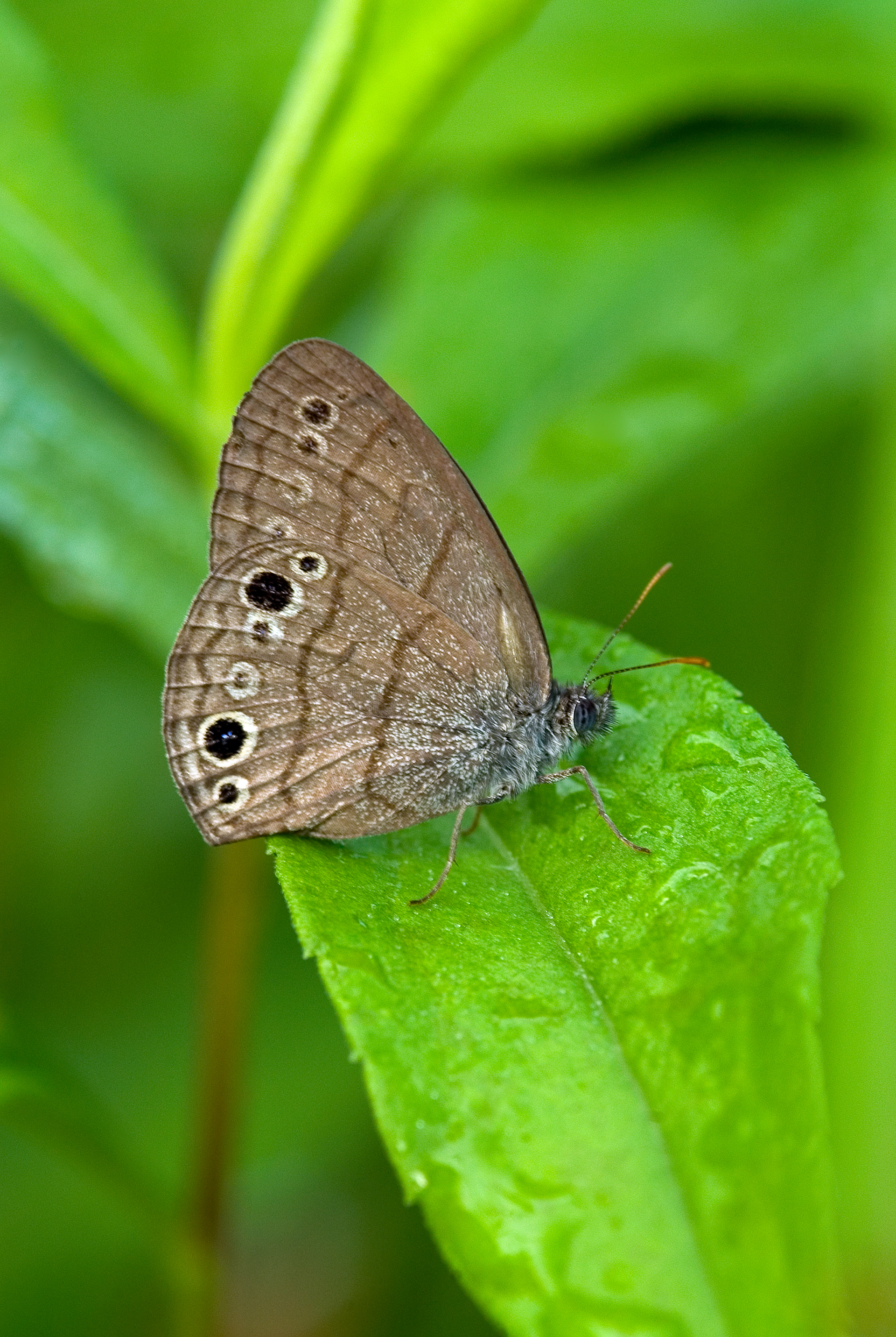 Carolina Satyr