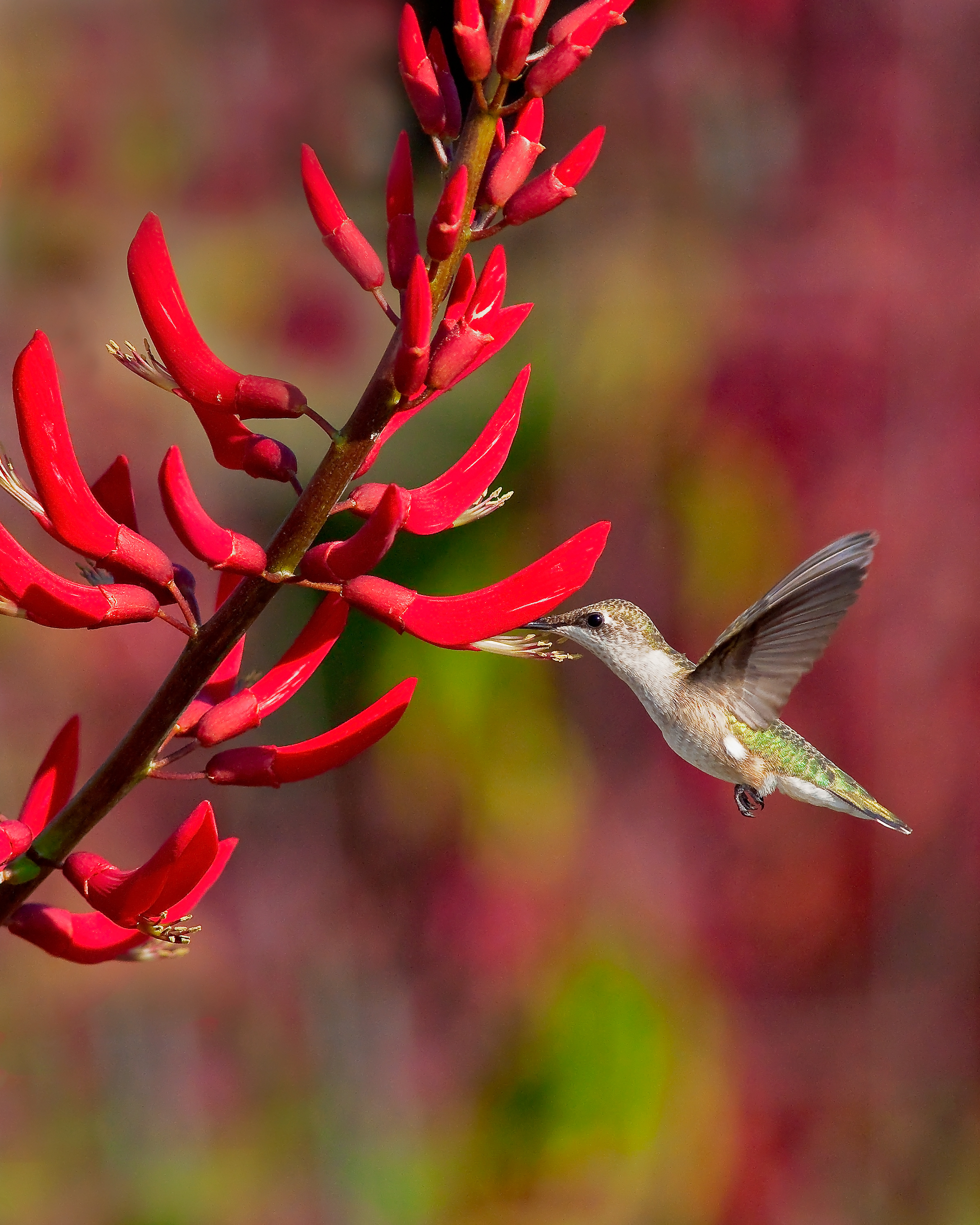 Female Rubythroated Hummingbird Feeding 3