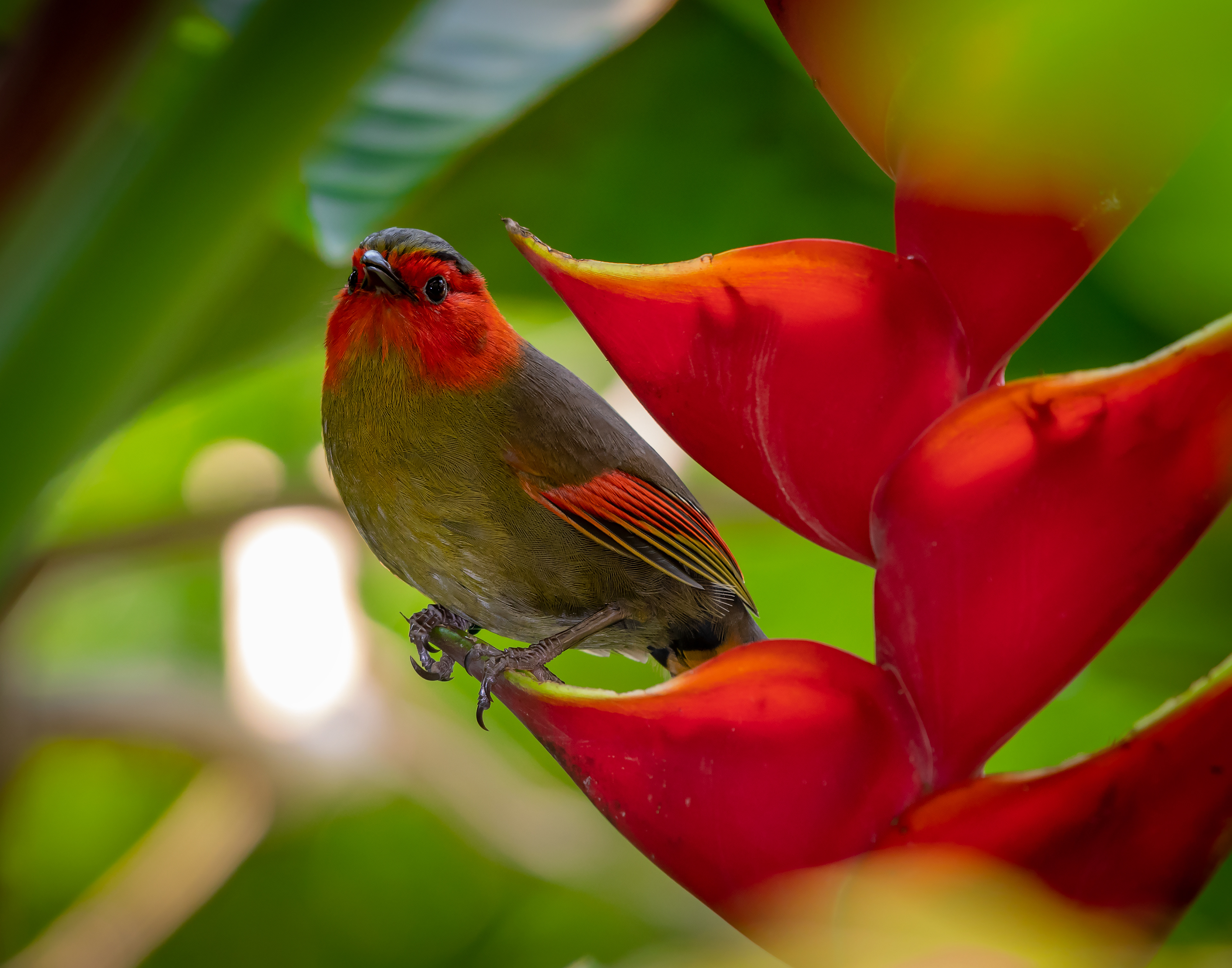 Scarlet Faced Liocichla 2 (Thailand)