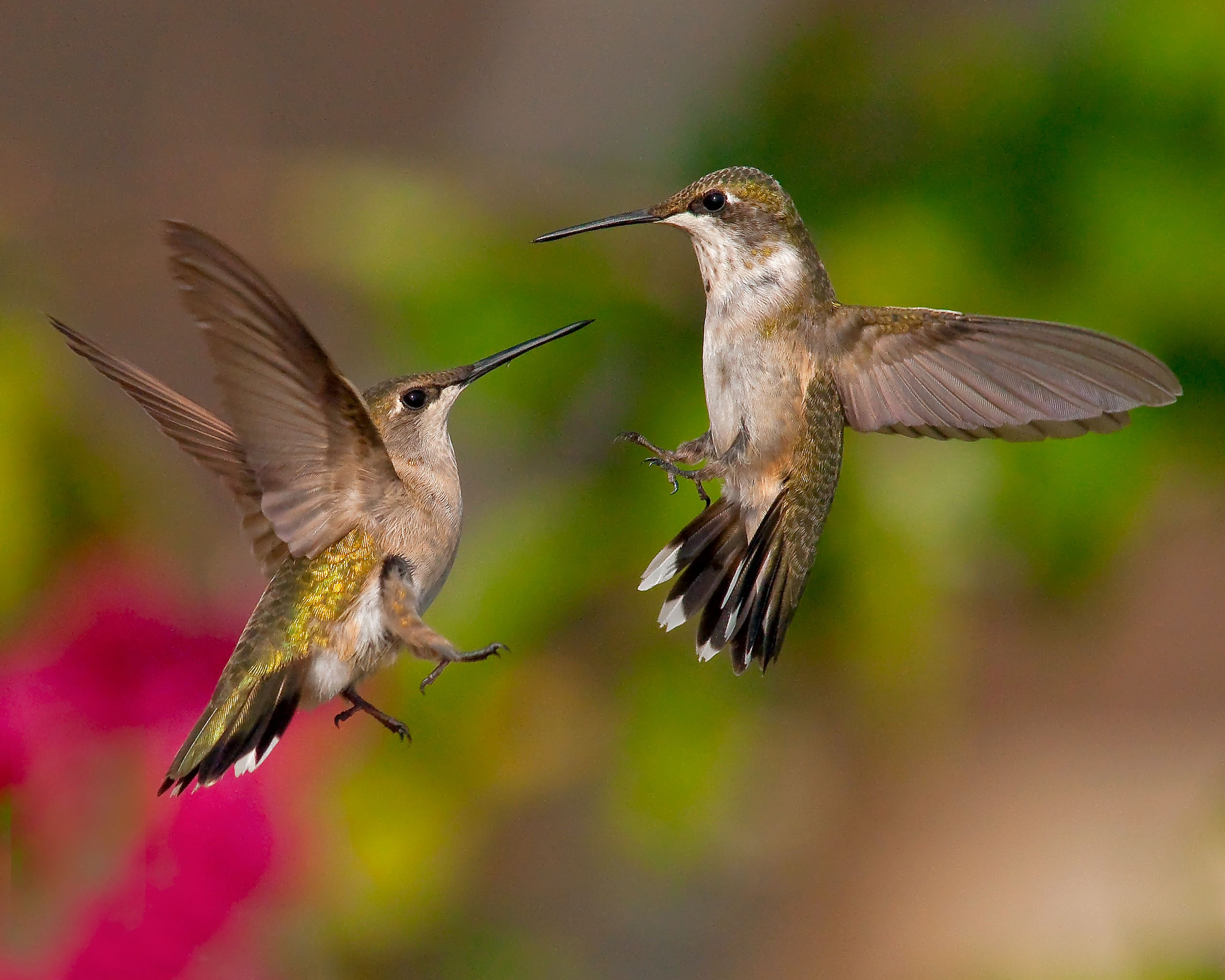 Territorial Fight
