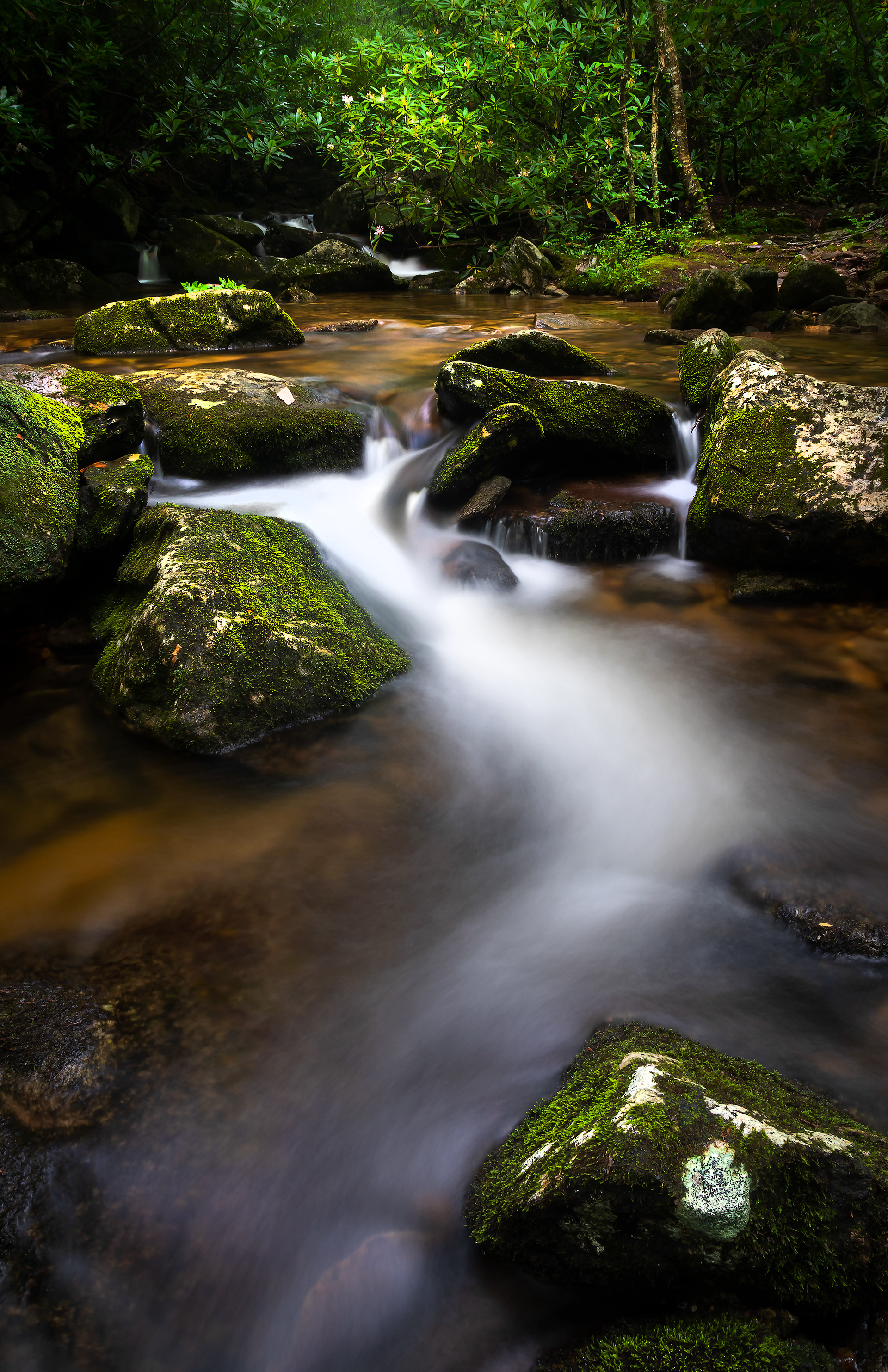 North Harpers Creek - Pisgah National Forest, NC