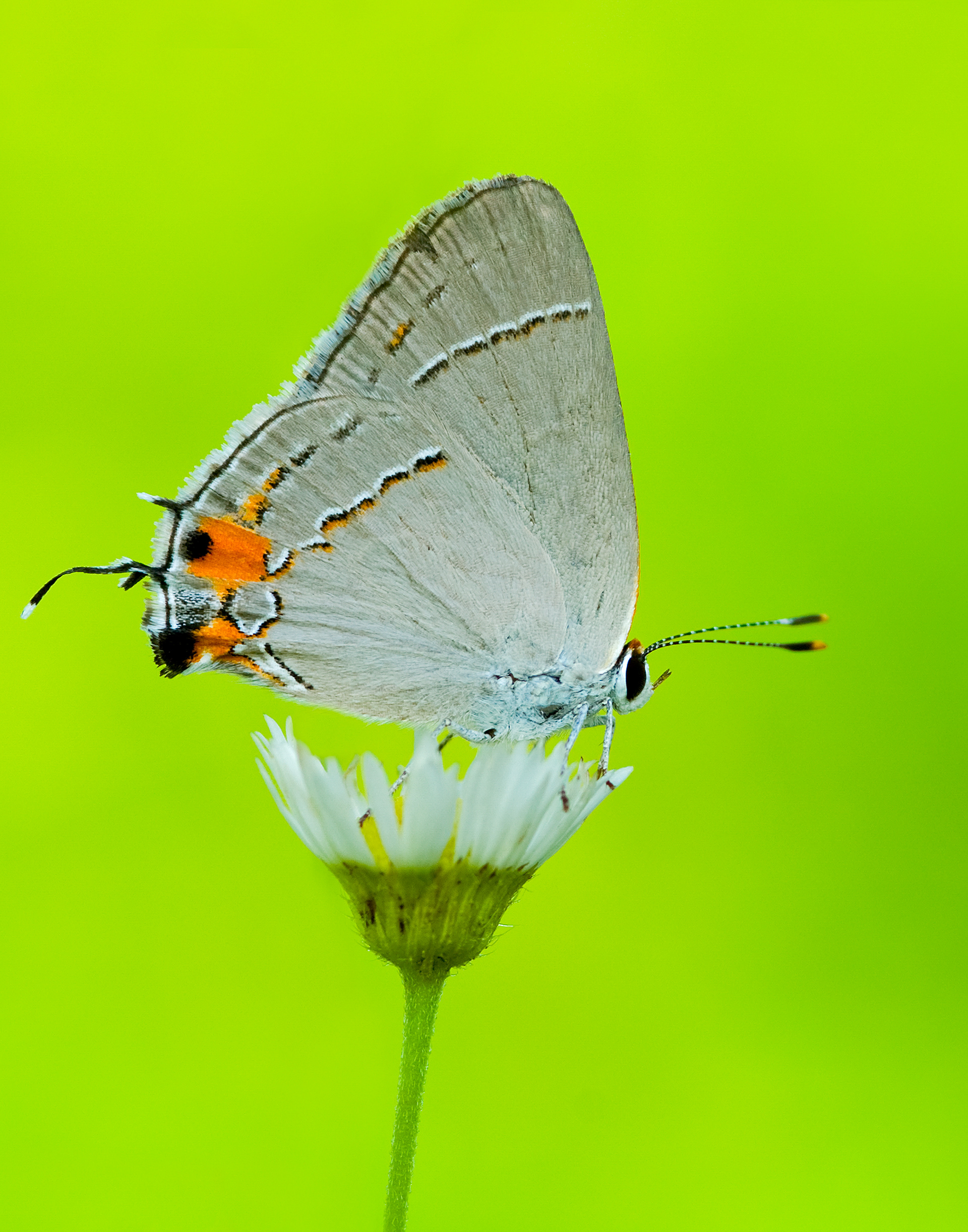 Gray Hairstreak