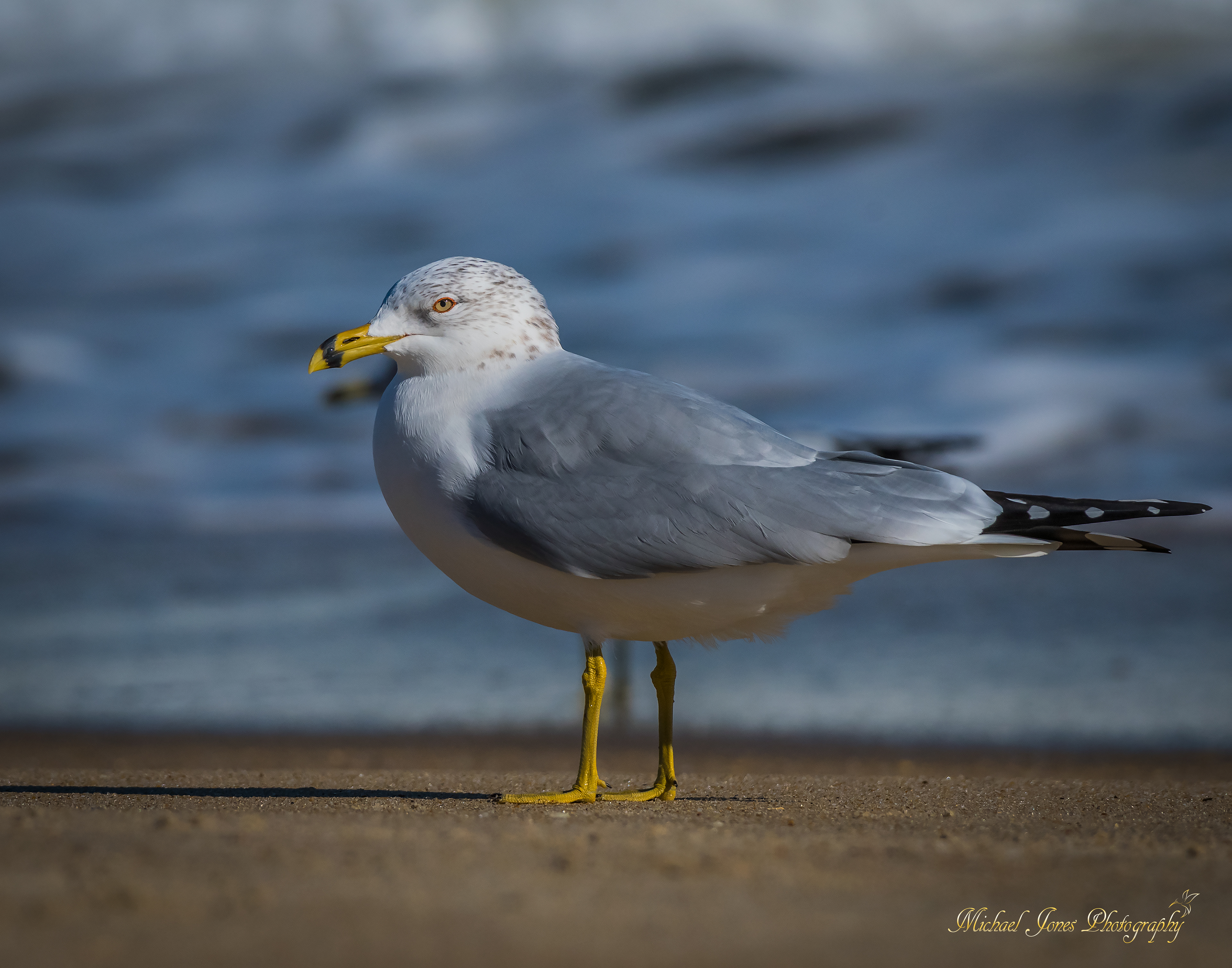 Ring-billed Gull - Cape Hatteras National Seashore, NC