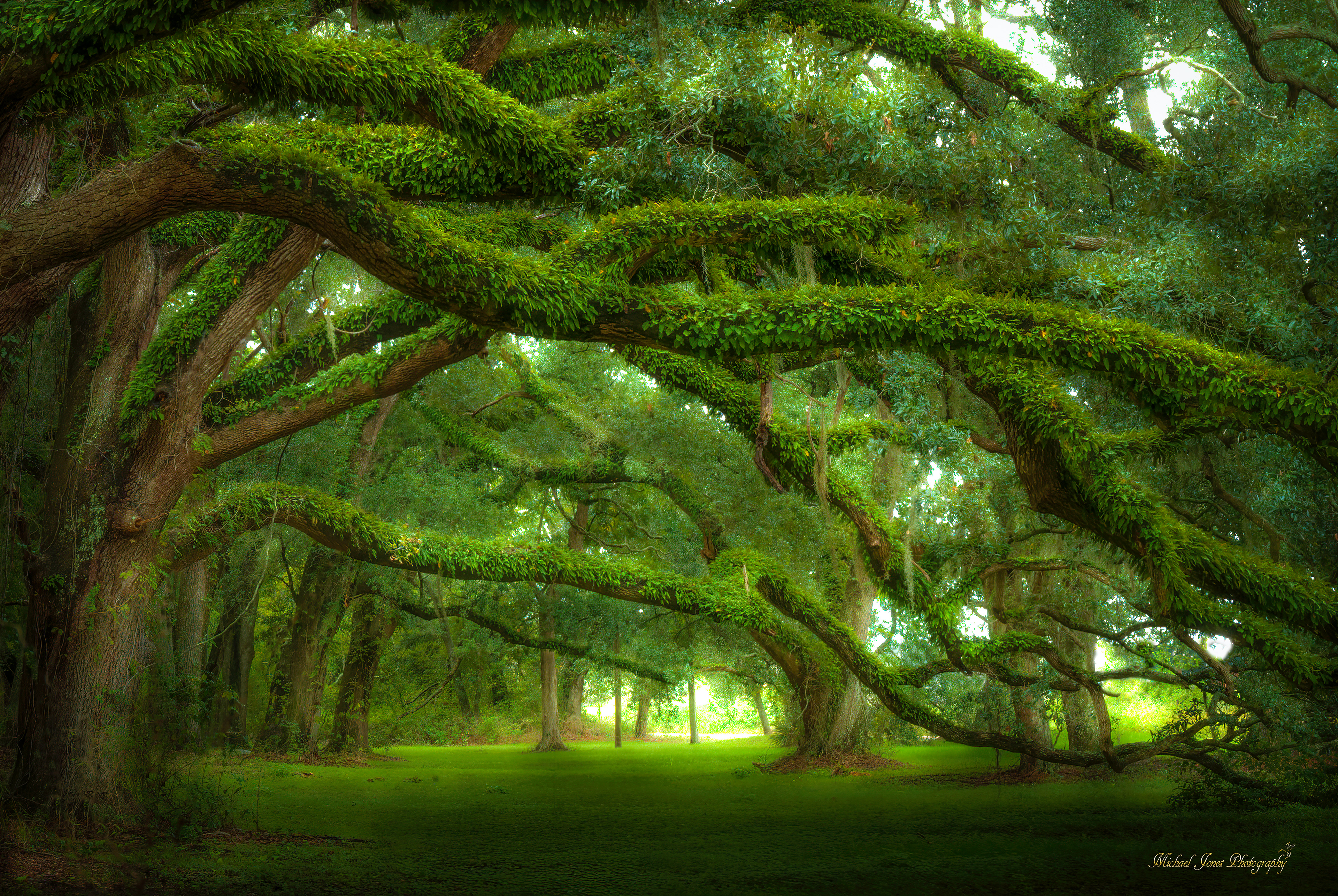 Live Oaks - Lacassine National Wildlife Refuge