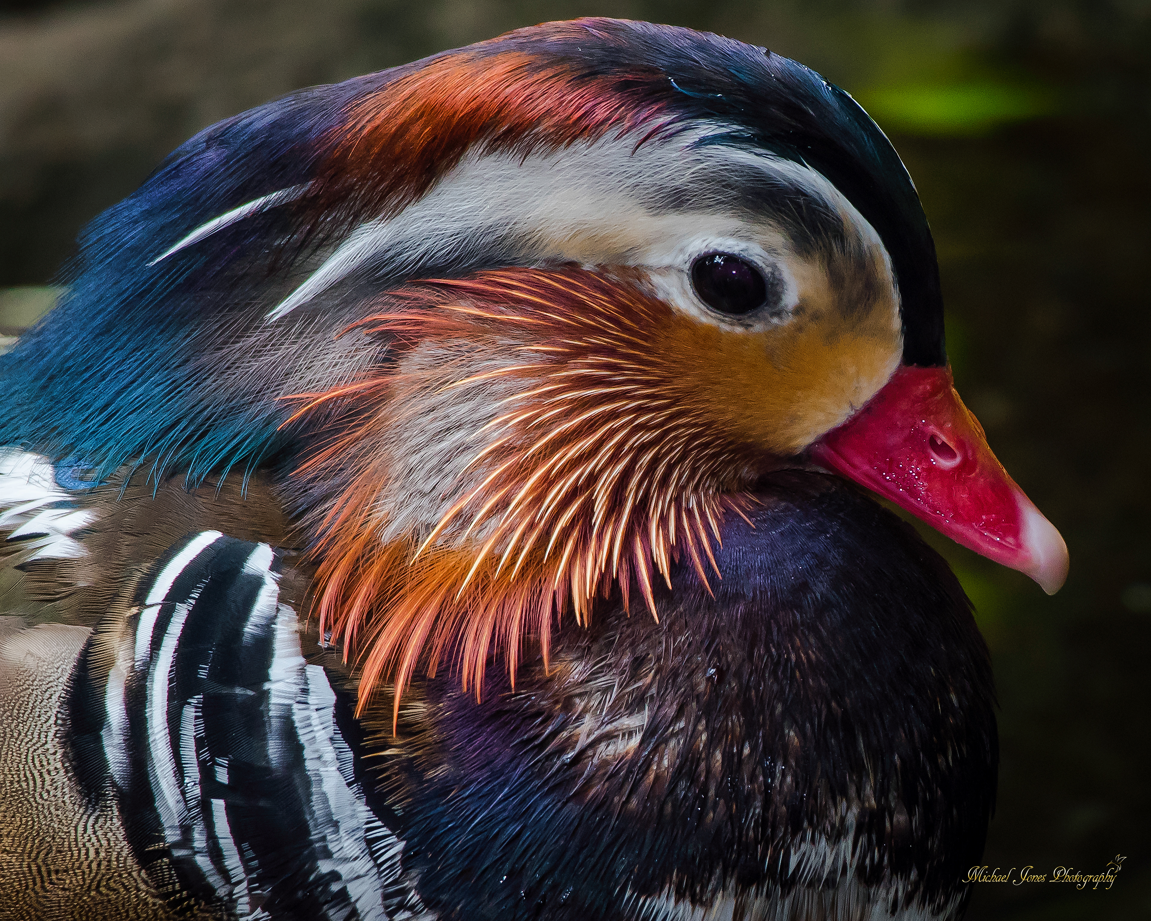 Mandrian Duck Portrait