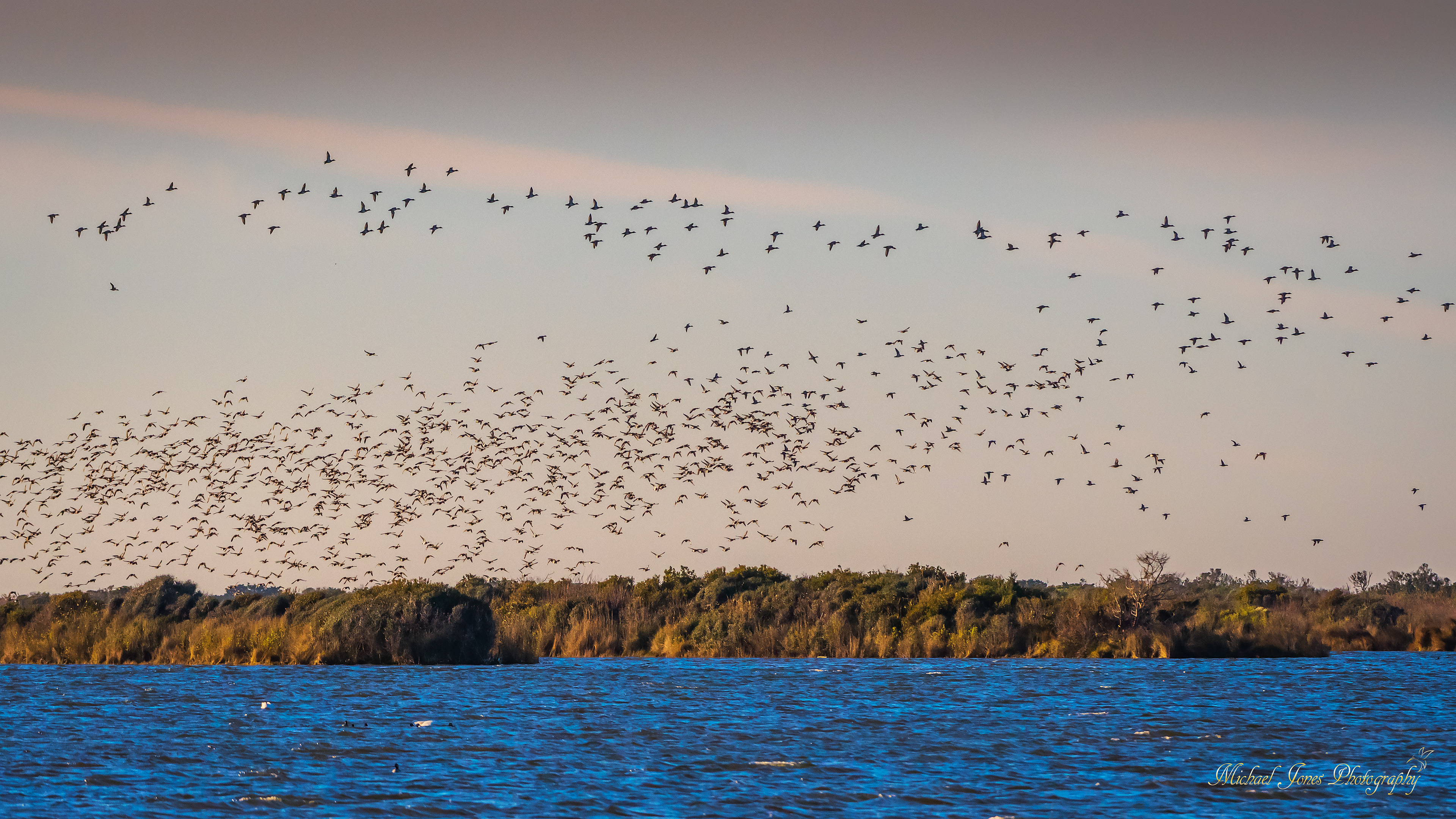 Migrations - Pea Island National Wildlife Refuge, NC