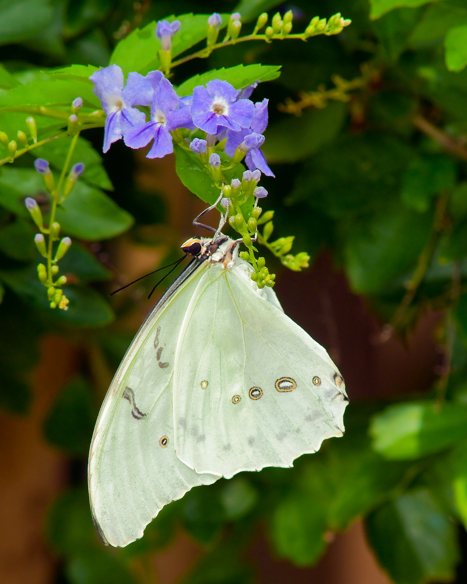 Morpho Polyphemus