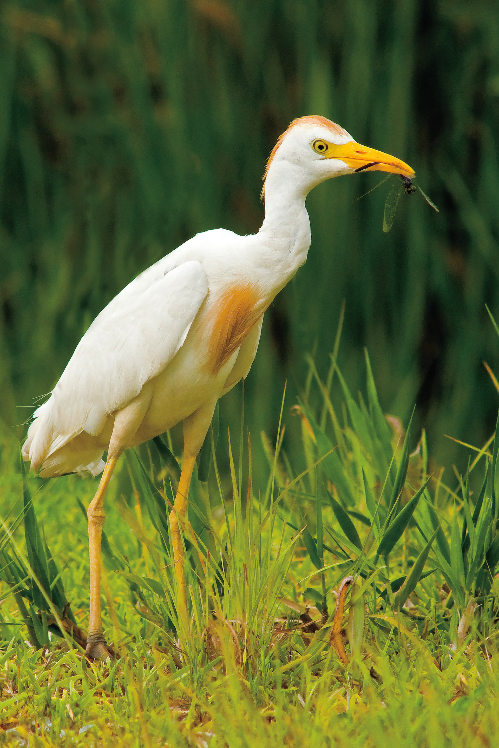 Cattle Egret and Victim - Lacassine National Wildlife Refuge, Louisiana