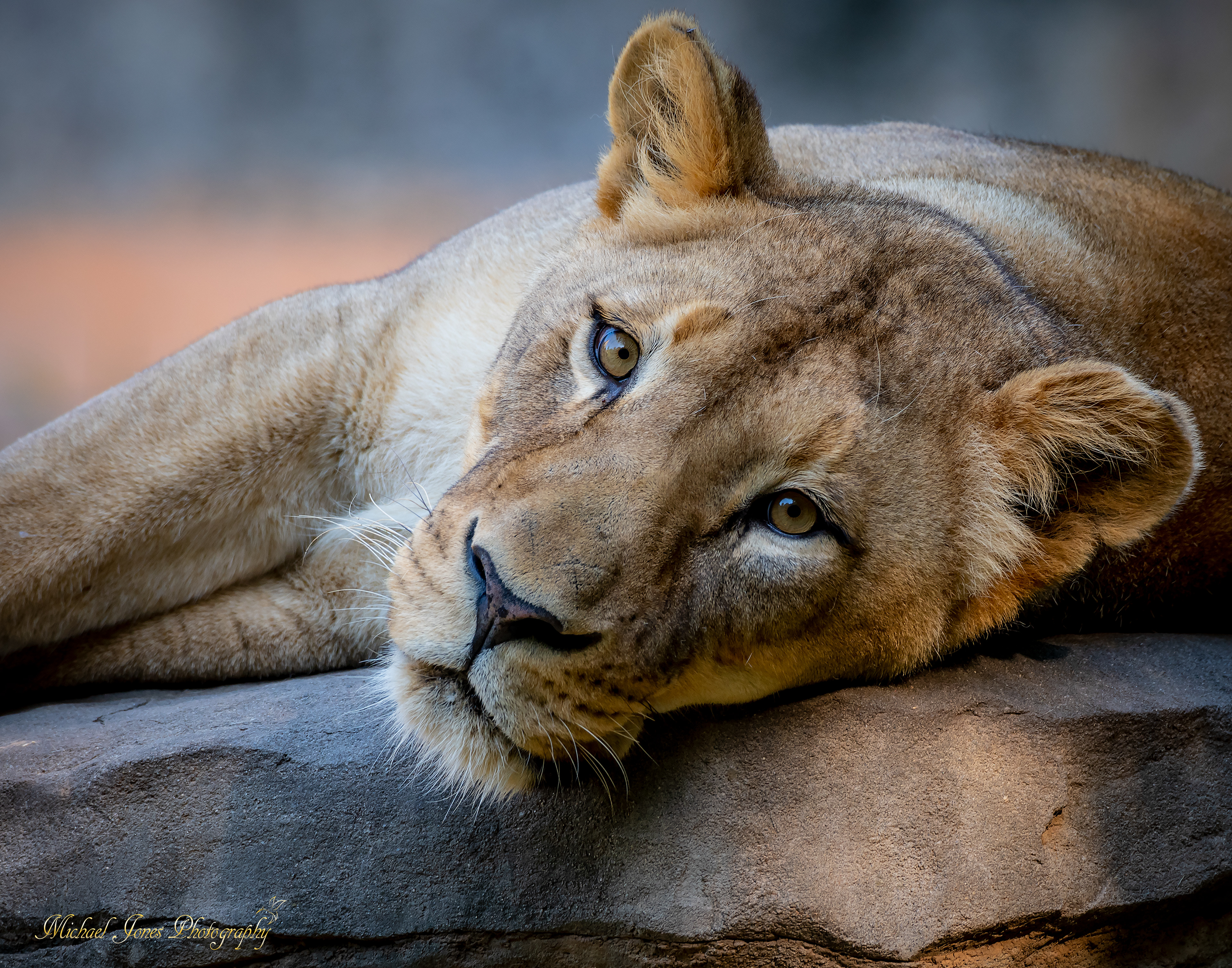 Lioness Portrait 2