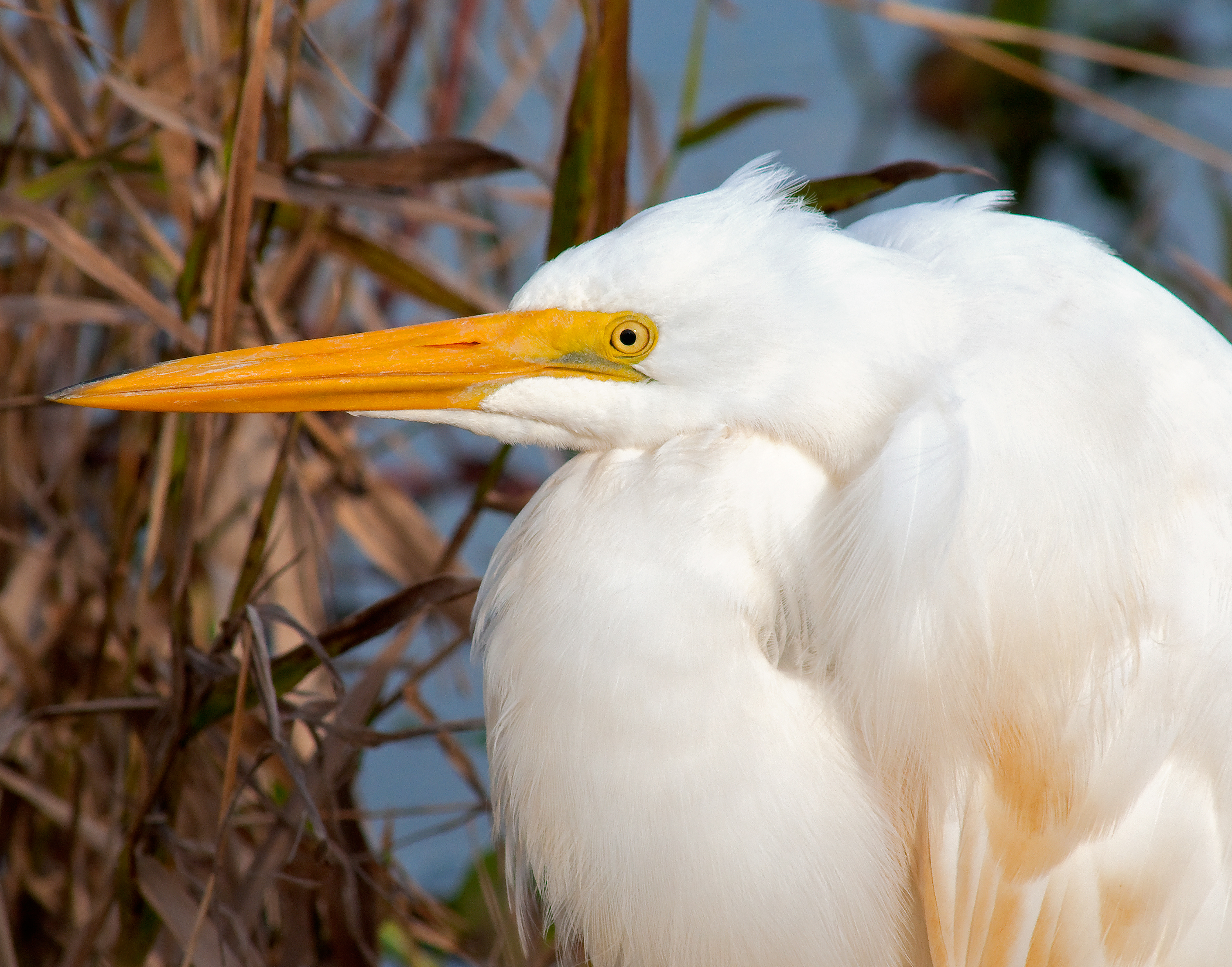 Great Egret Portrait - Lacassine National Wildlife Refuge, Louisiana