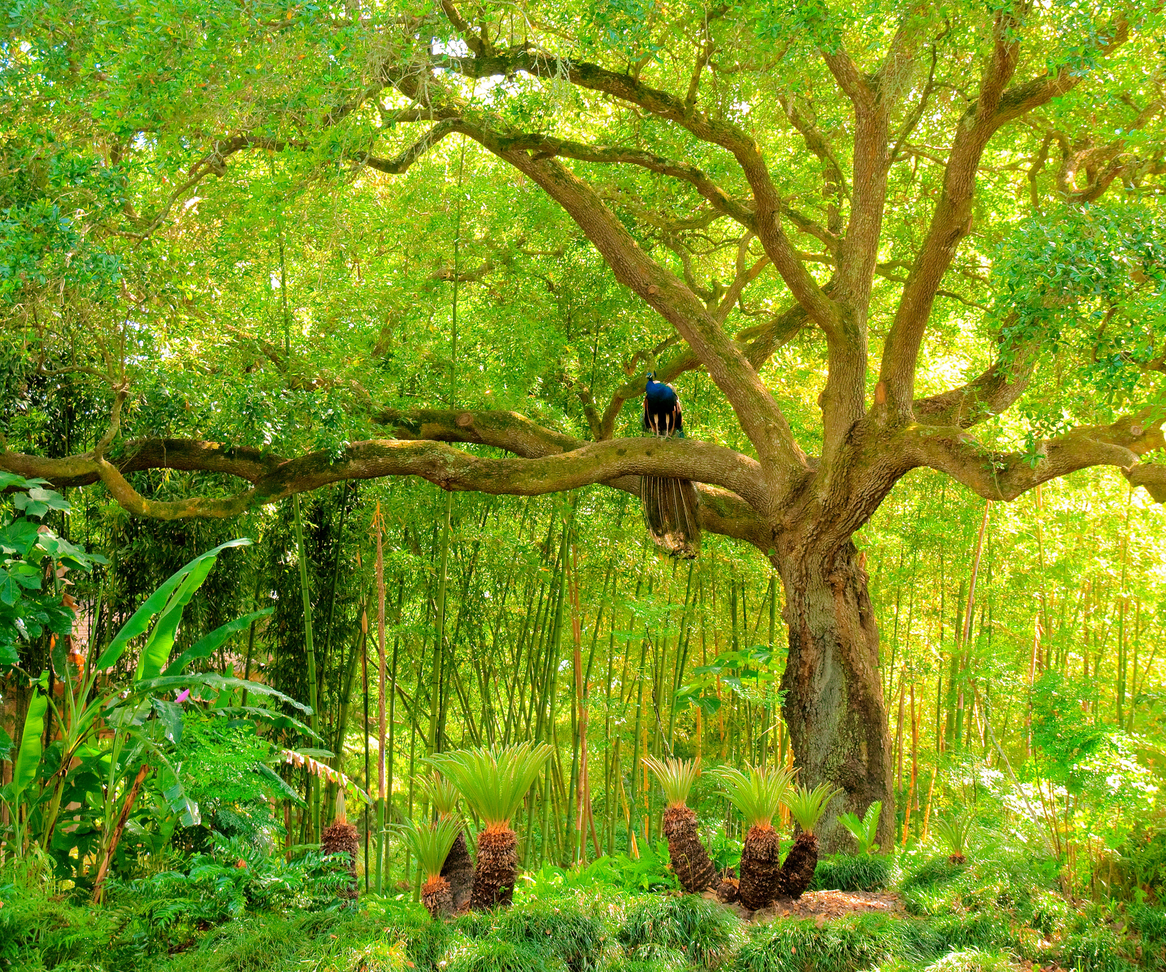 Live Oak and Peacock - Rip Van Winkle Gardens, Louisiana