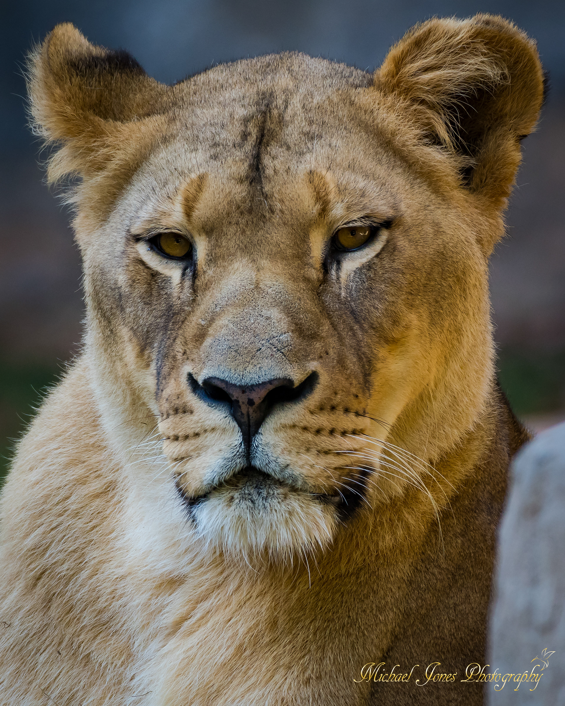 Lioness Portrait 1