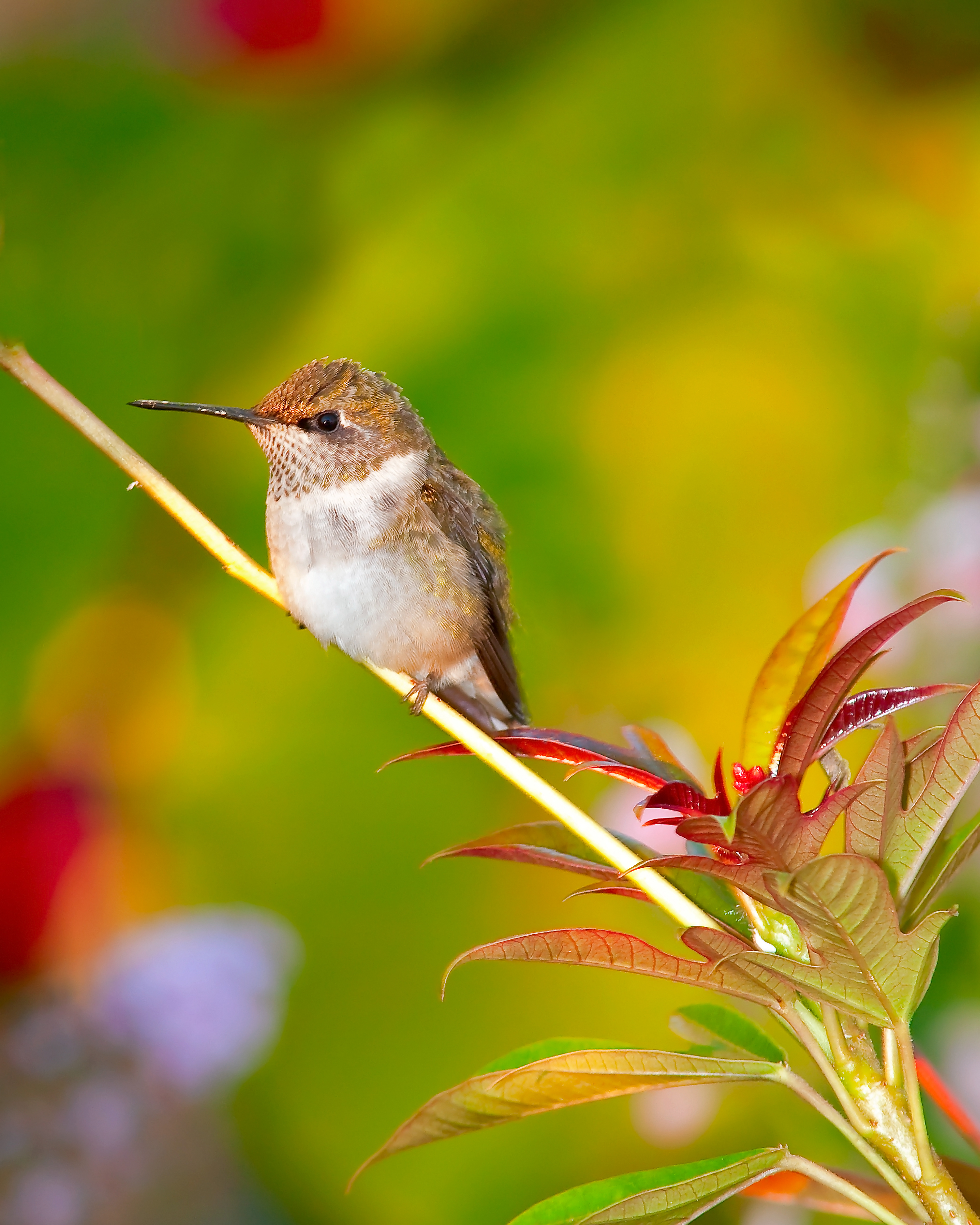 Rufous Hummingbird 2
