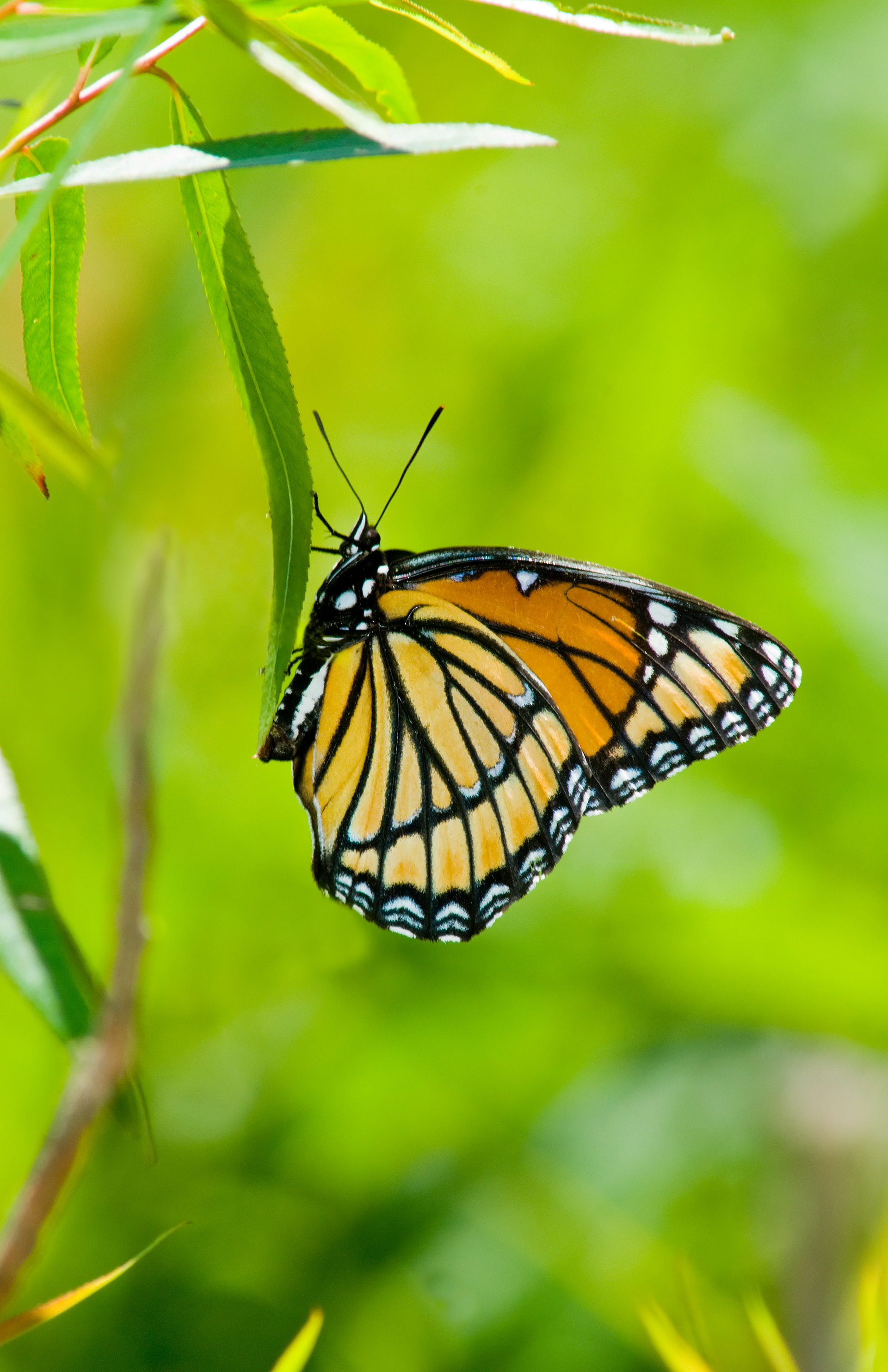 Viceroy 2