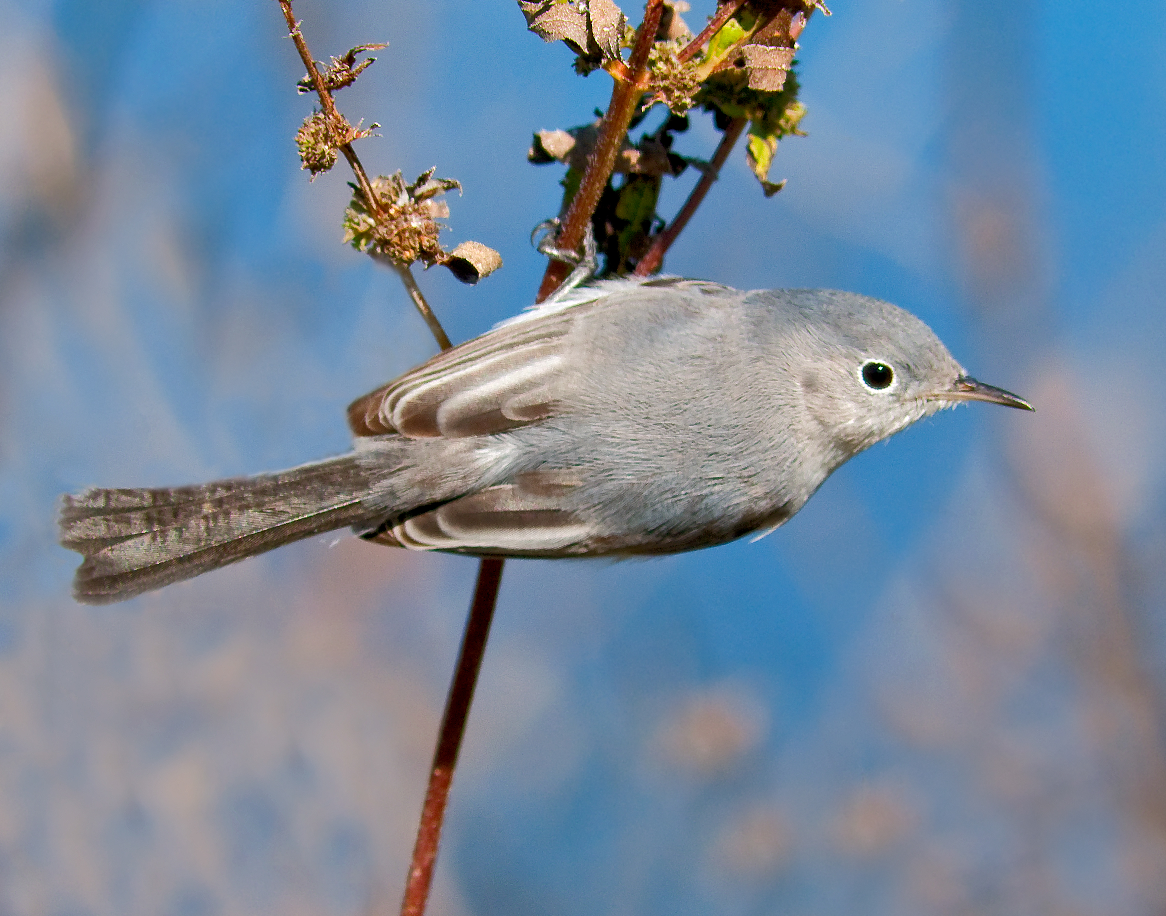 Blue-gray Gnat Catcher - Lacassine National Wildlife Refuge, Louisiana
