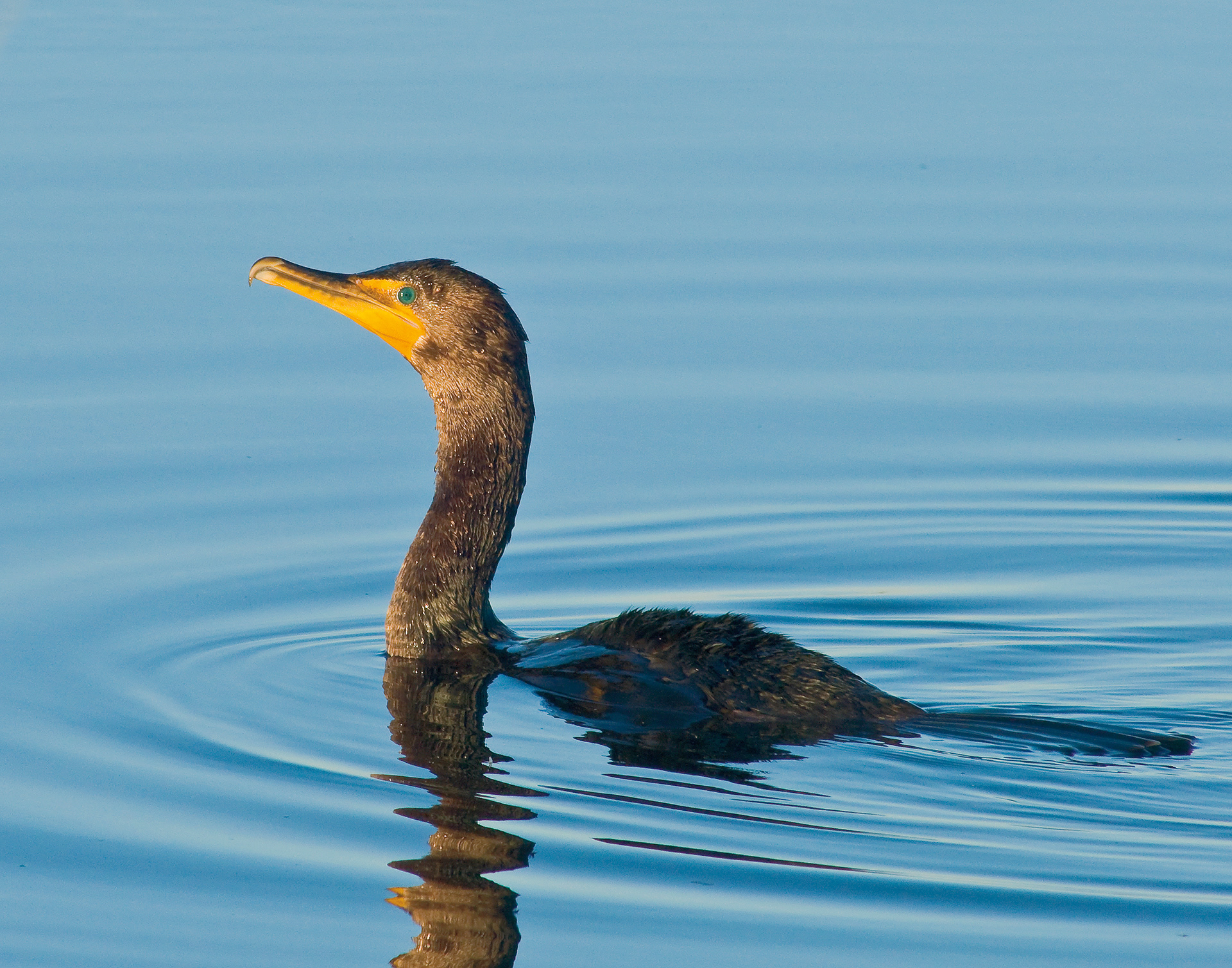 Commorant - Lacassine National Wildlife Refuge, Louisiana