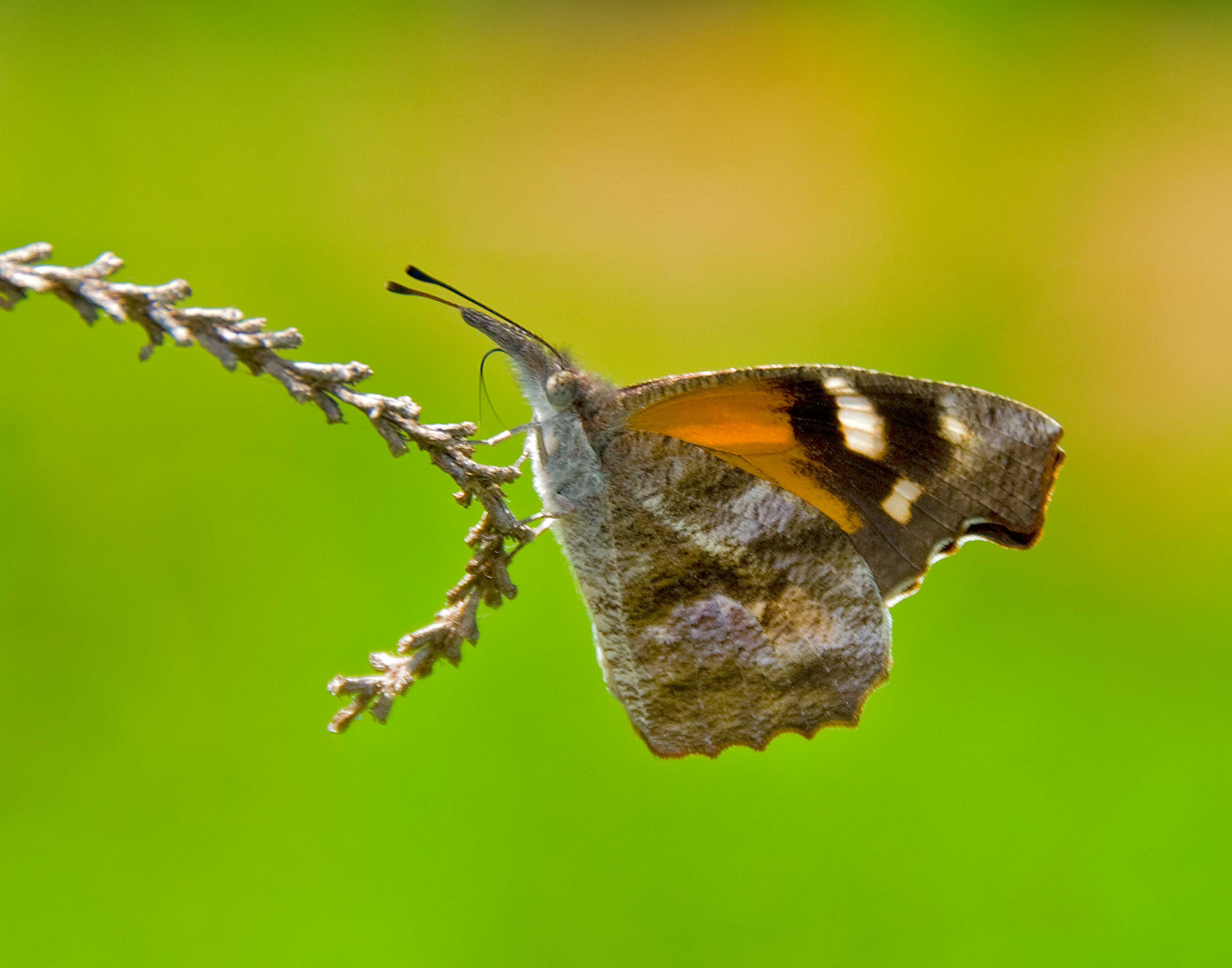 Snout Butterfly