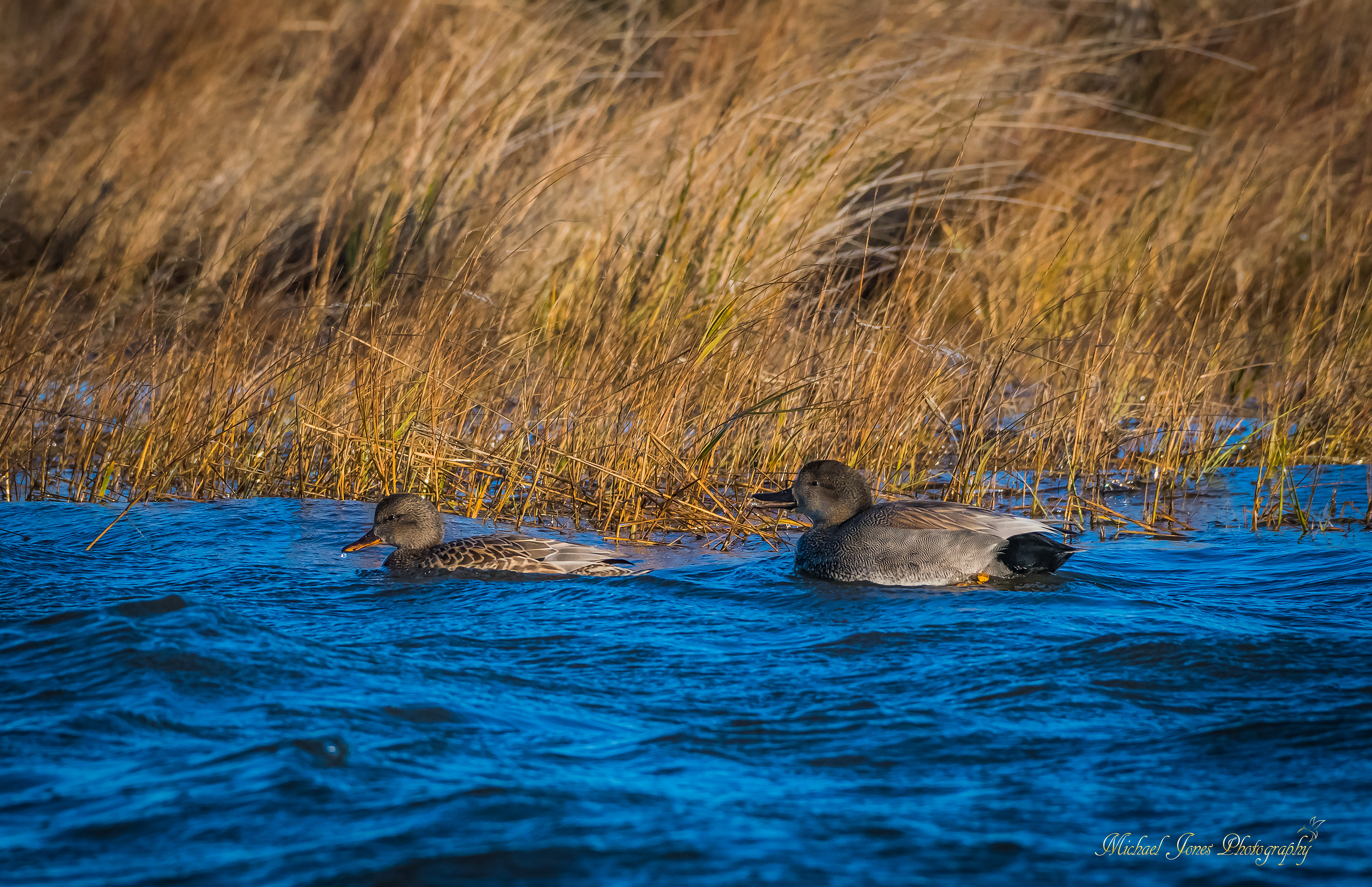 Gadwall Pair - Pea Island National Wildlife Refuge, NC