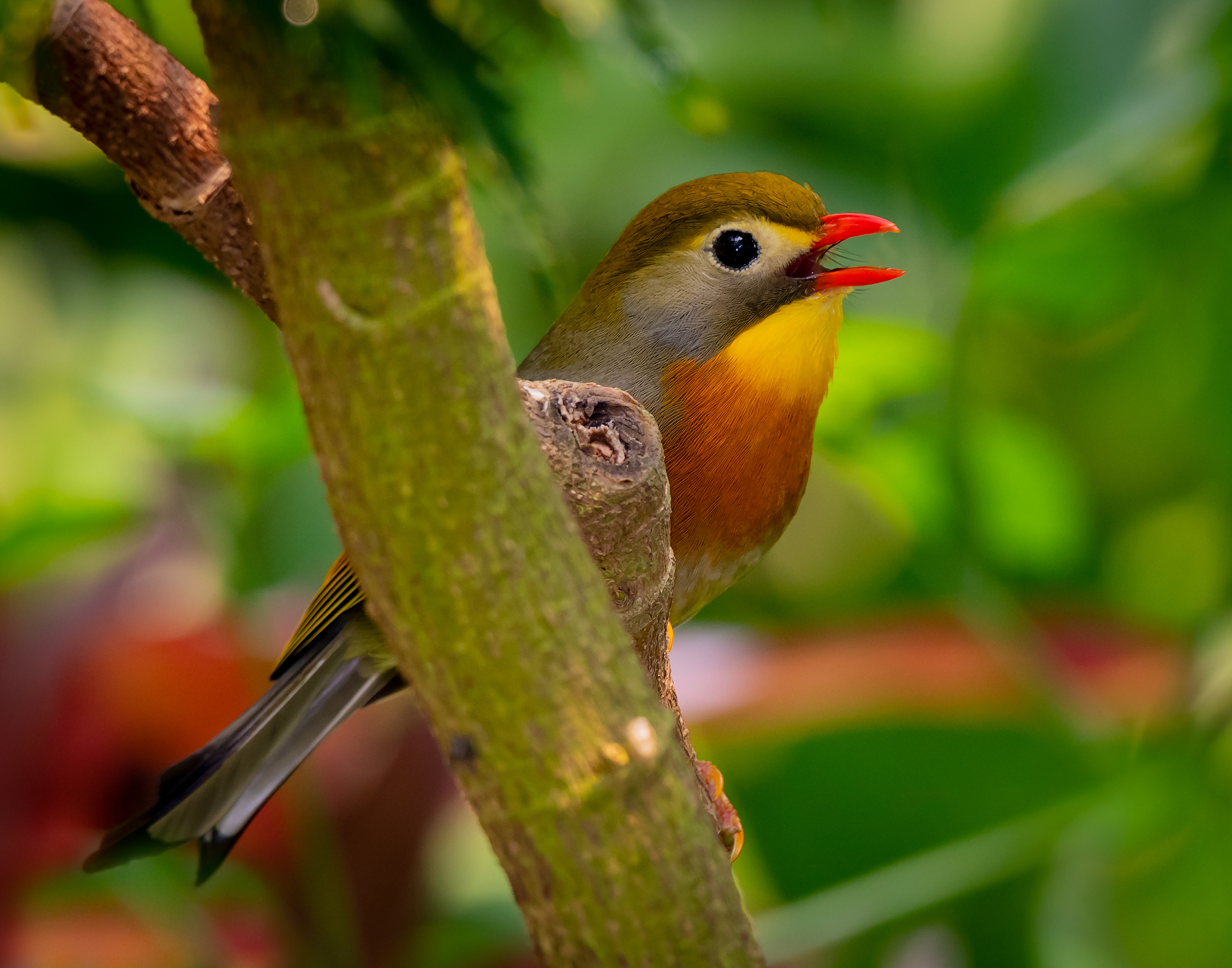 Pekin Robin 1 (Asia)
