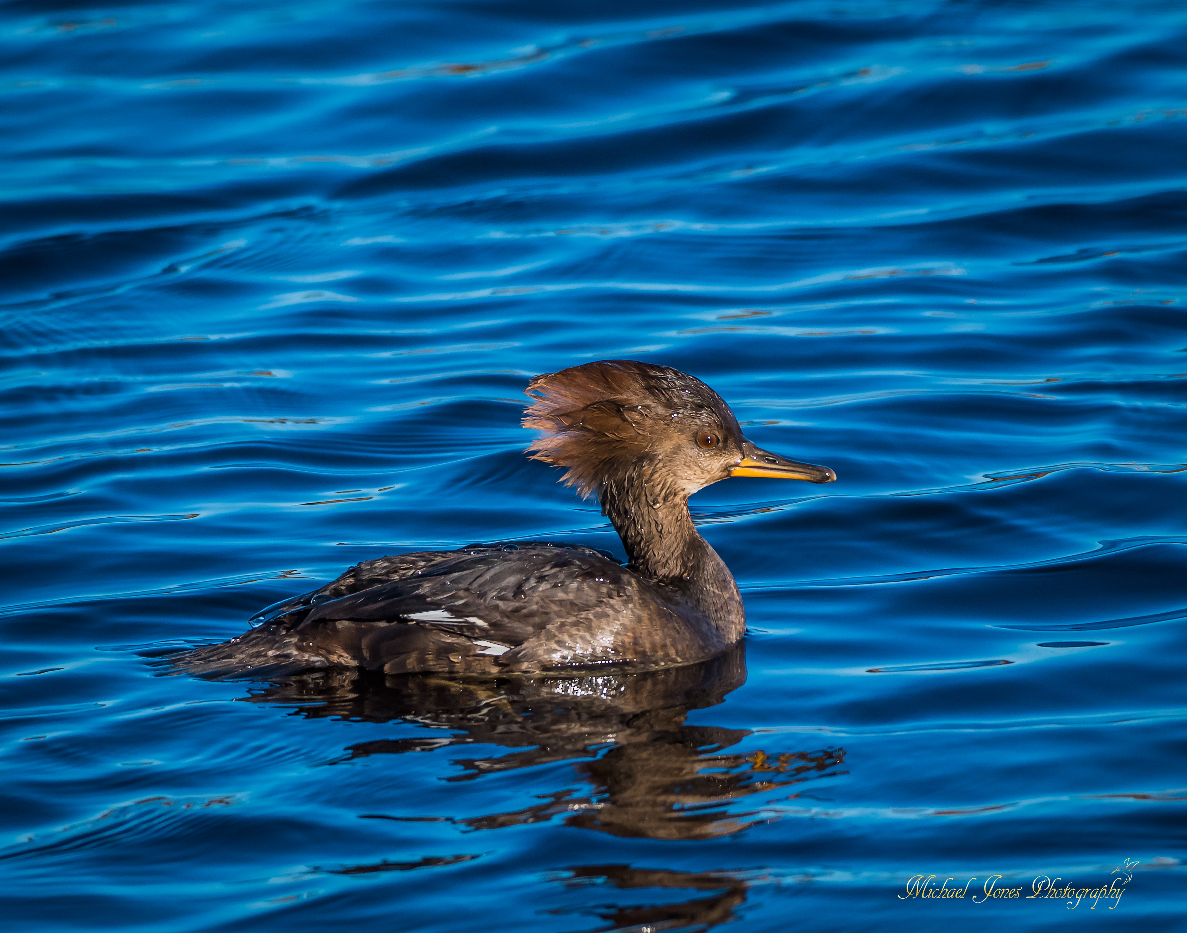 Female Hooded Merganser - Pea Island National Wildlife Refuge, NC