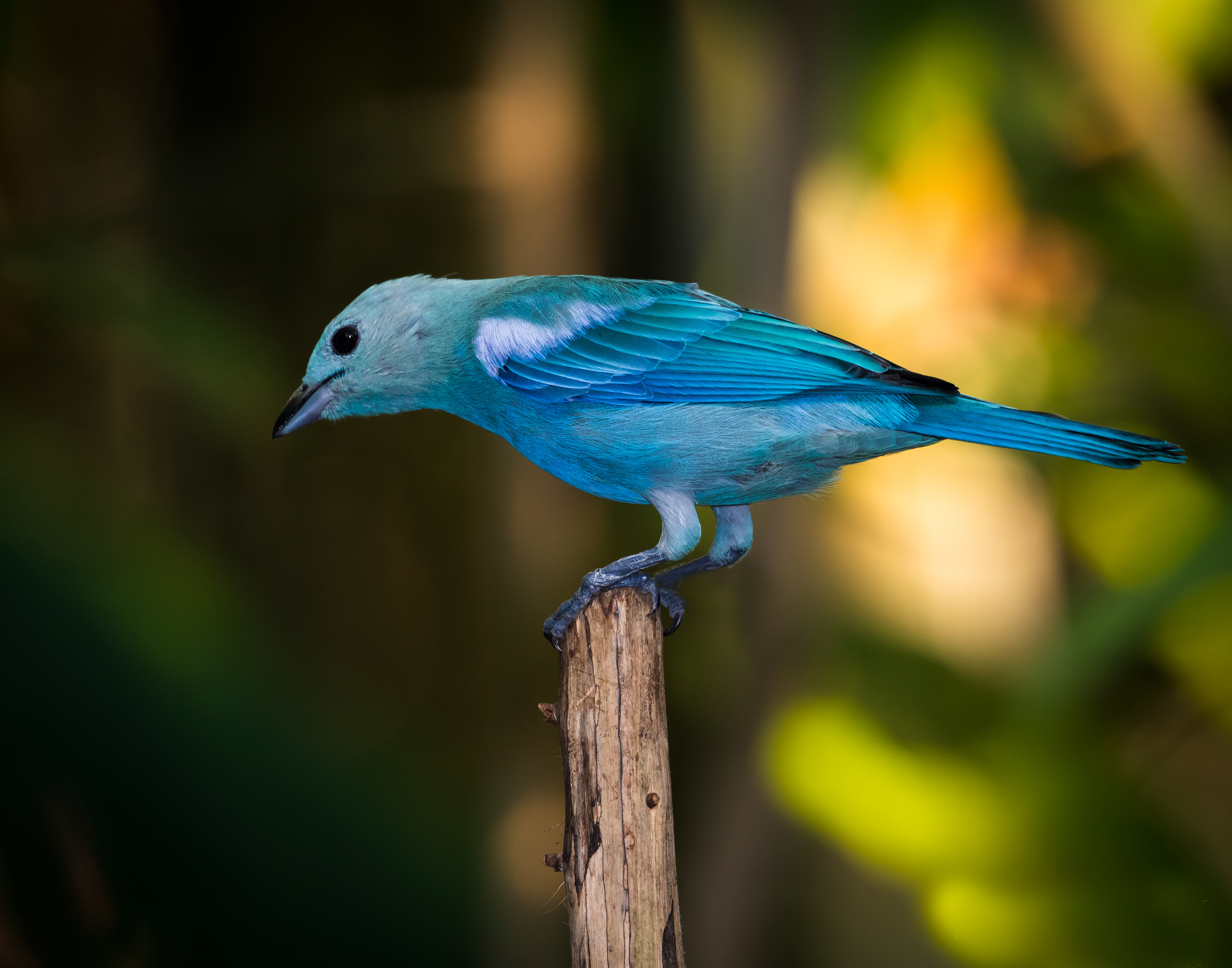 Blue-gray Tanger 2 (South America)