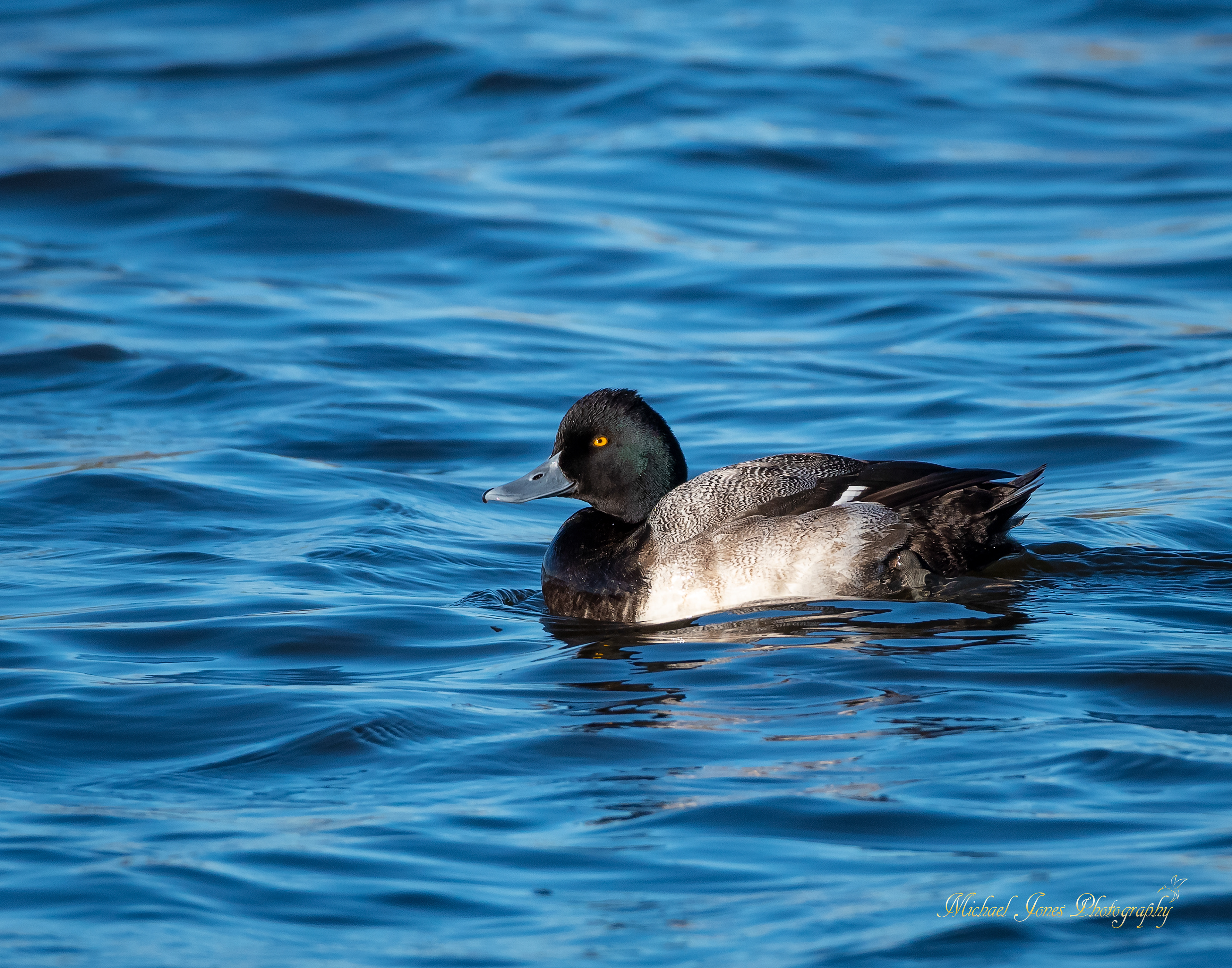 Male Greater Scaup - Pea Island National Wildlife Refuge, NC