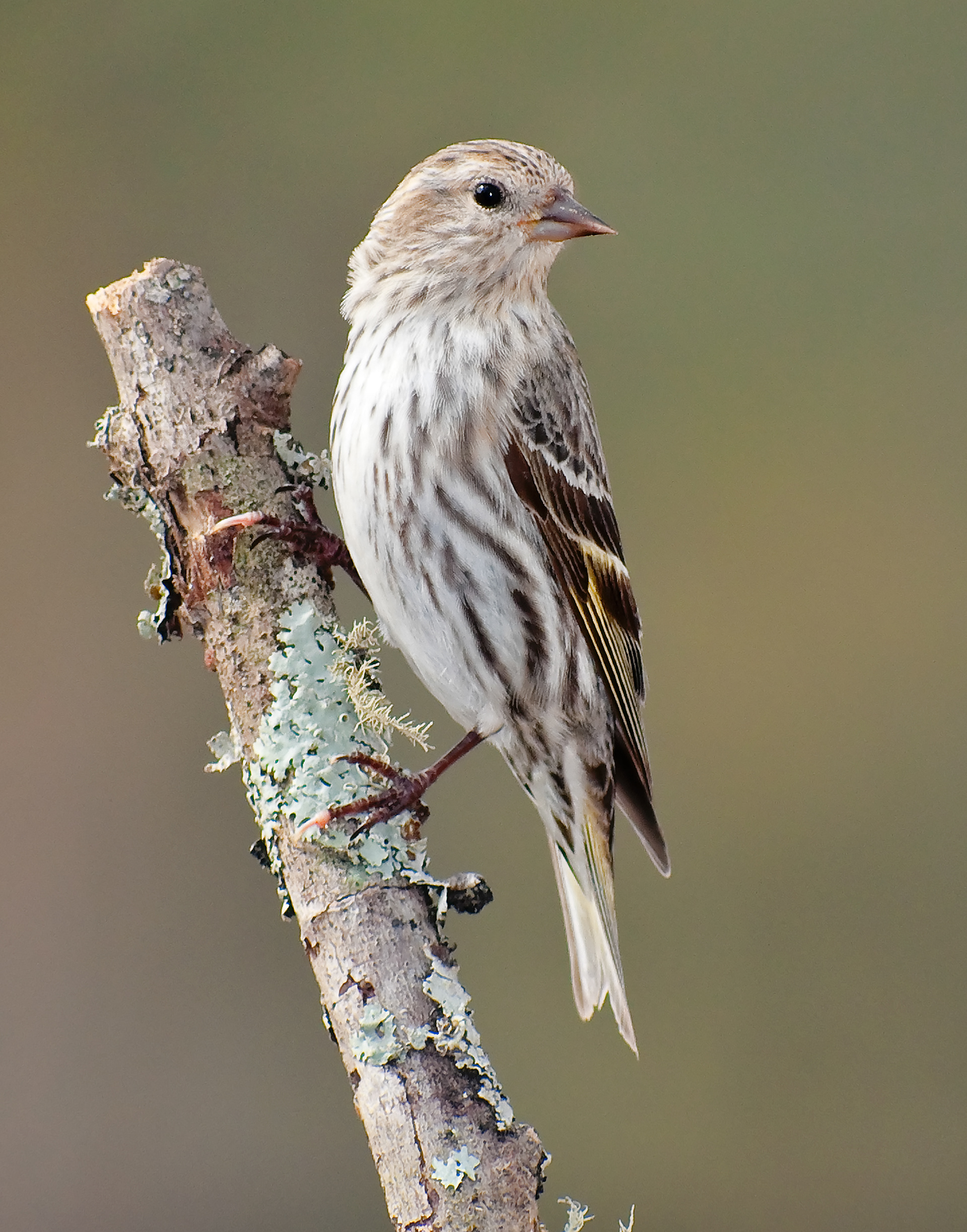 Pine Siskin - Polk County, Georgia