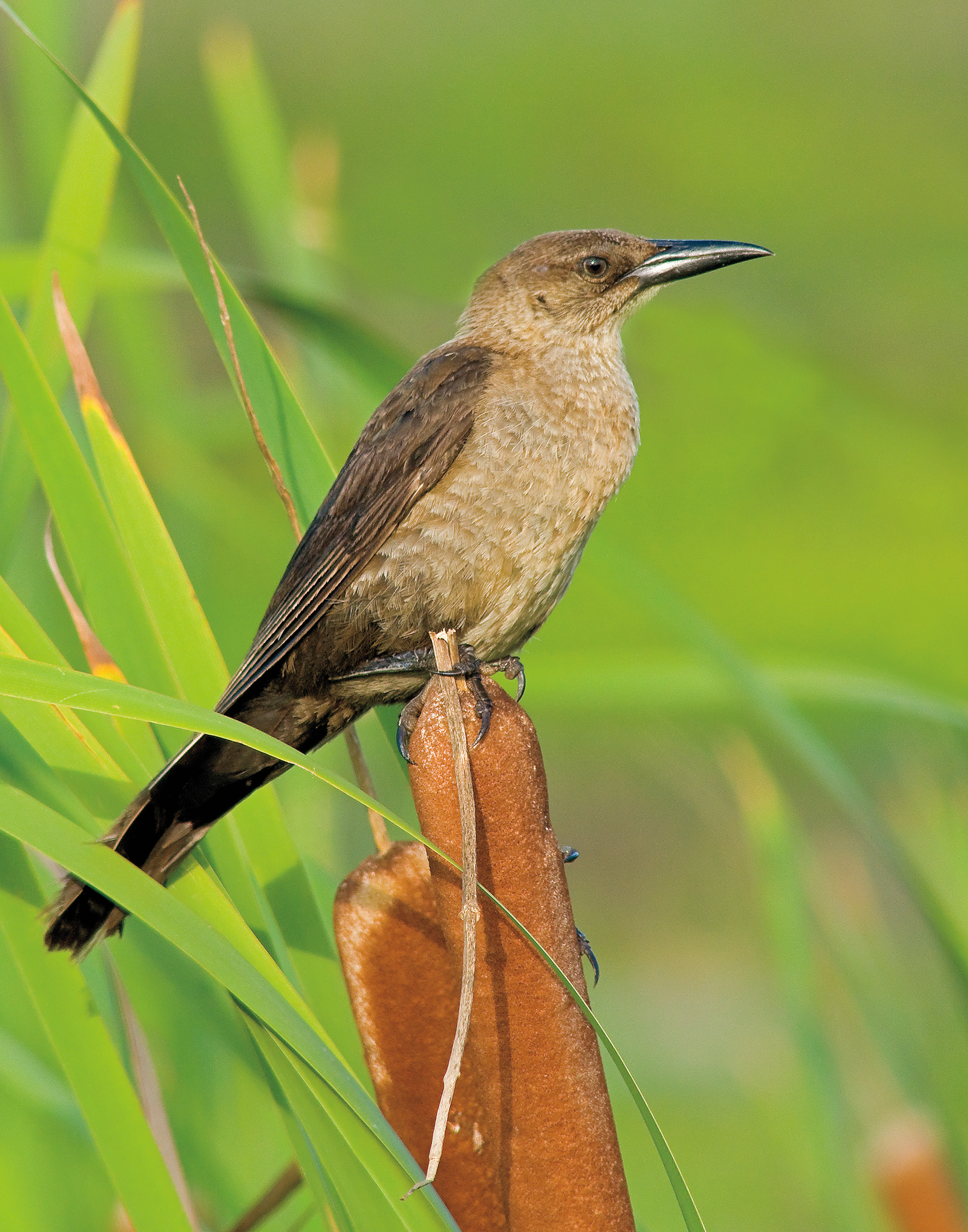 Female Boat-tailed Grackle - Lacassine National Wildlife Refuge, Louisiana
