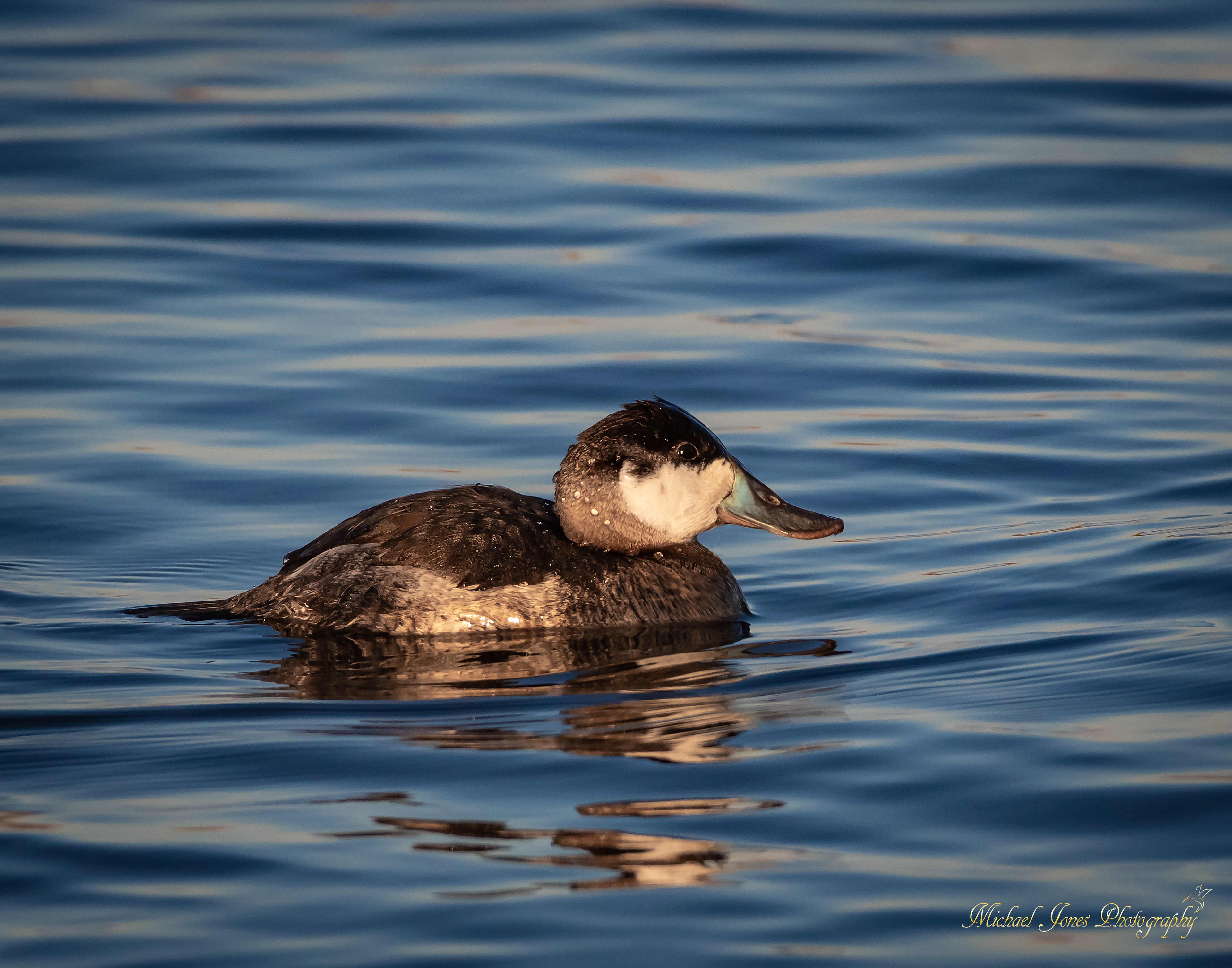 Male Ruddy Duck - Pea Island National Wildlife Refuge, NC