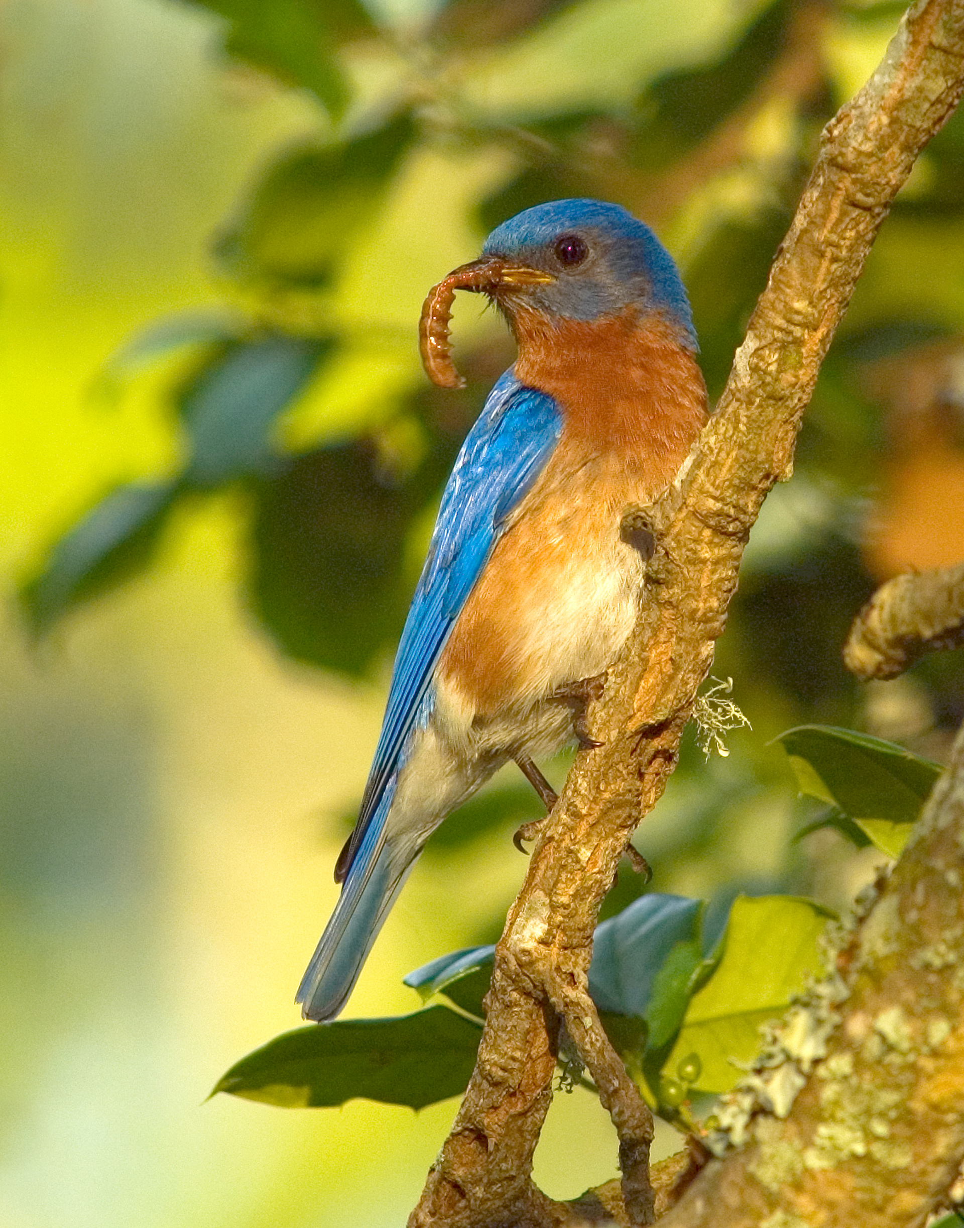 Male Eastern Bluebird with Meal - Brunswick County, NC