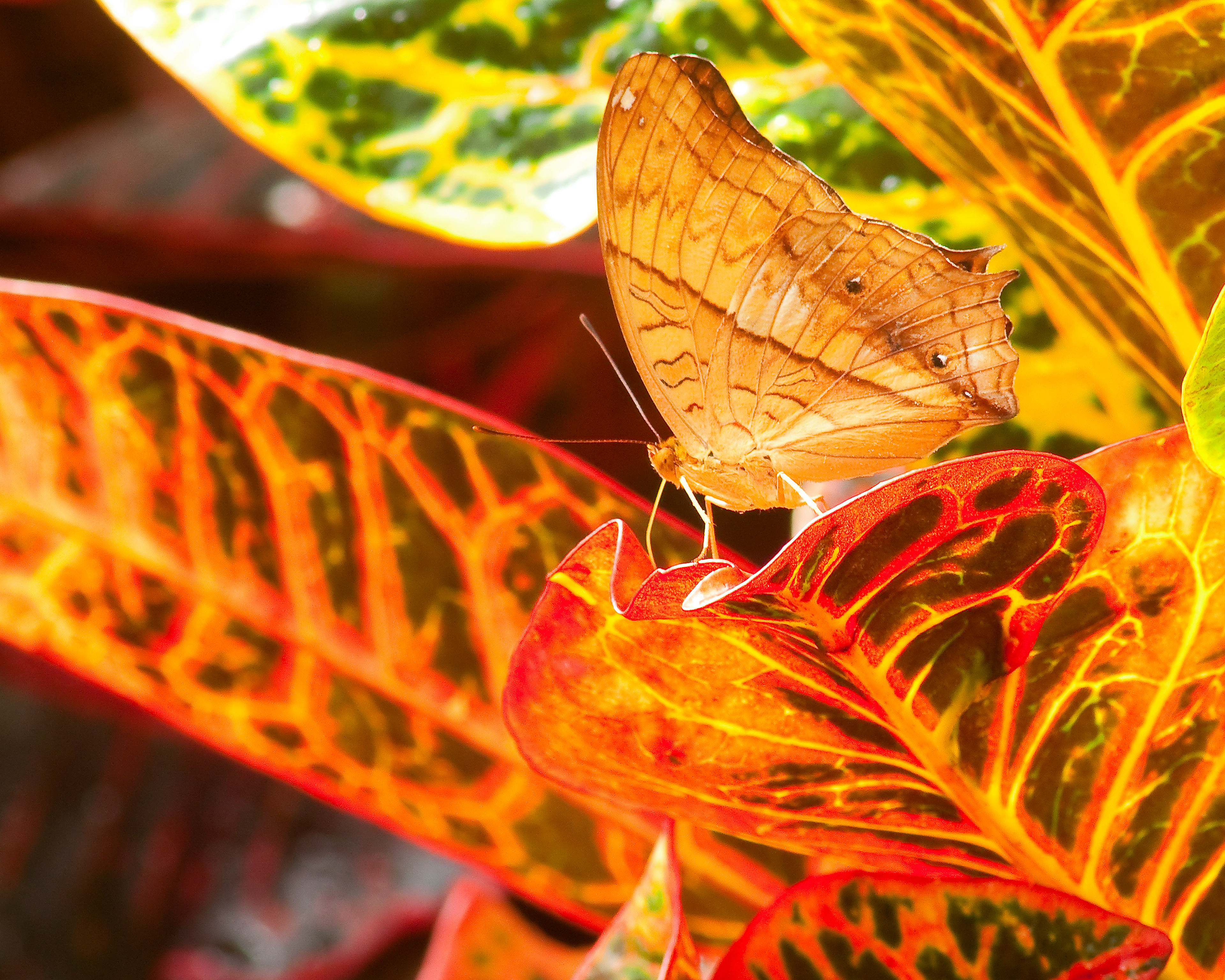 Cruiser Butterfly