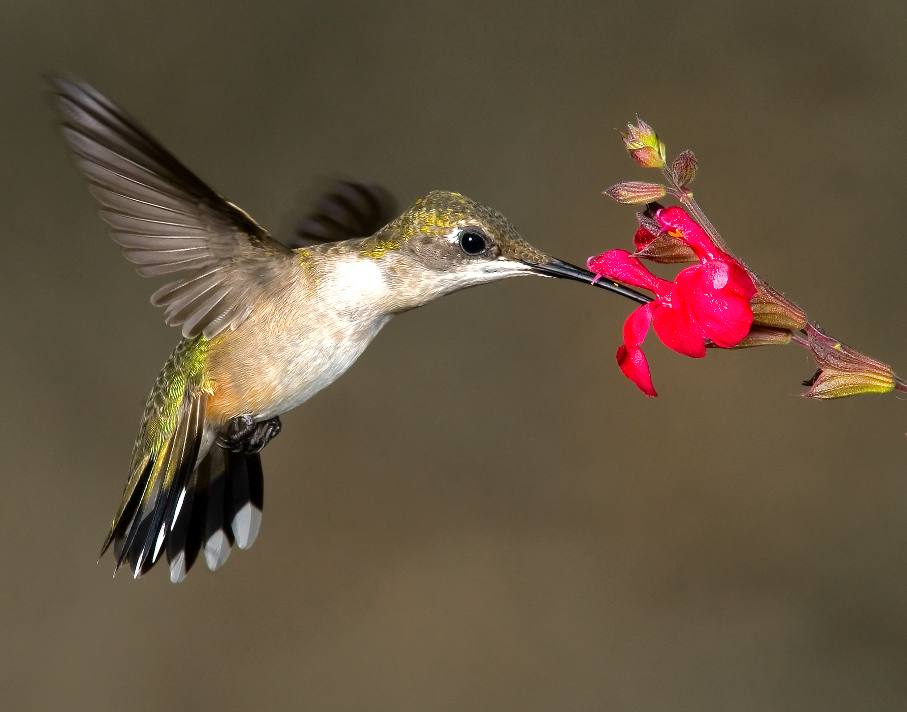 Female Rubythroated Hummingbird Feeding 4