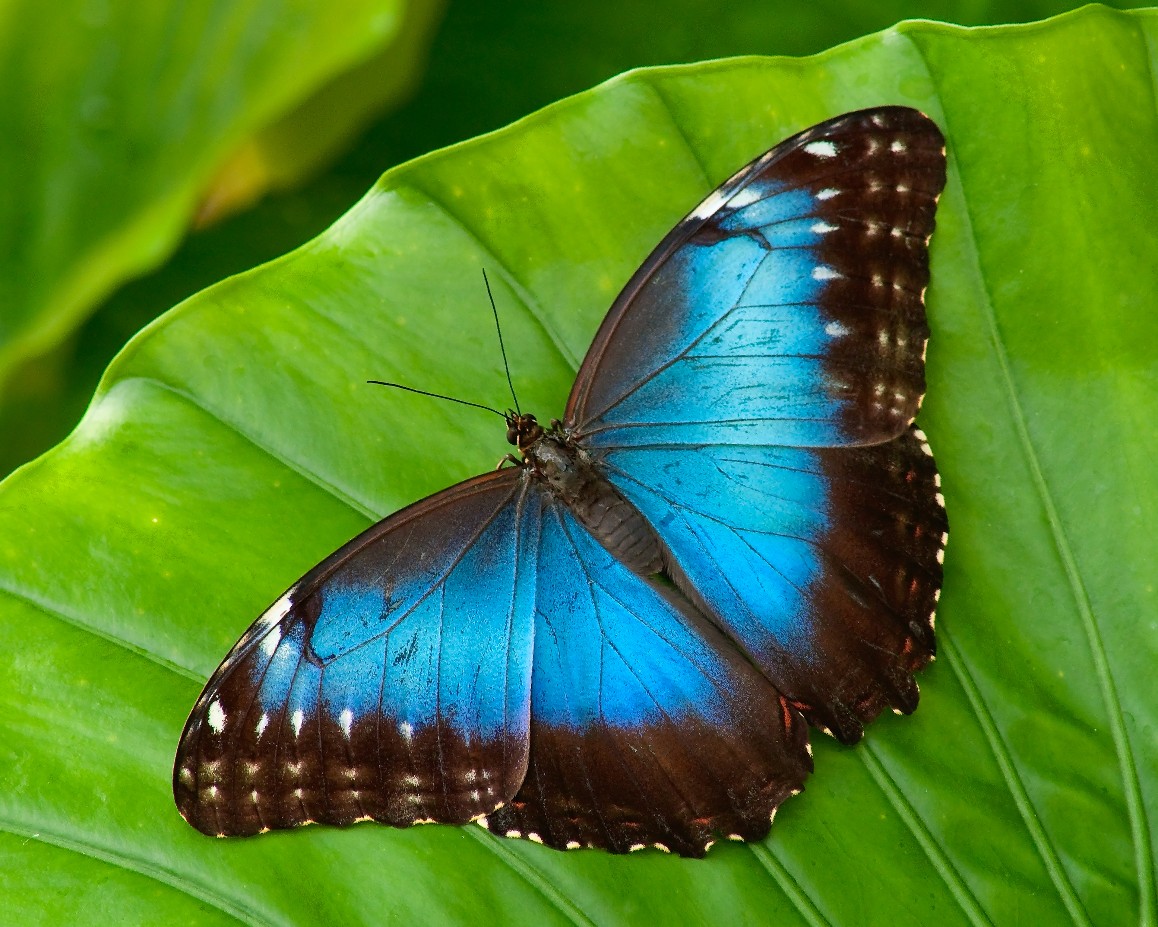 Blue Morpho