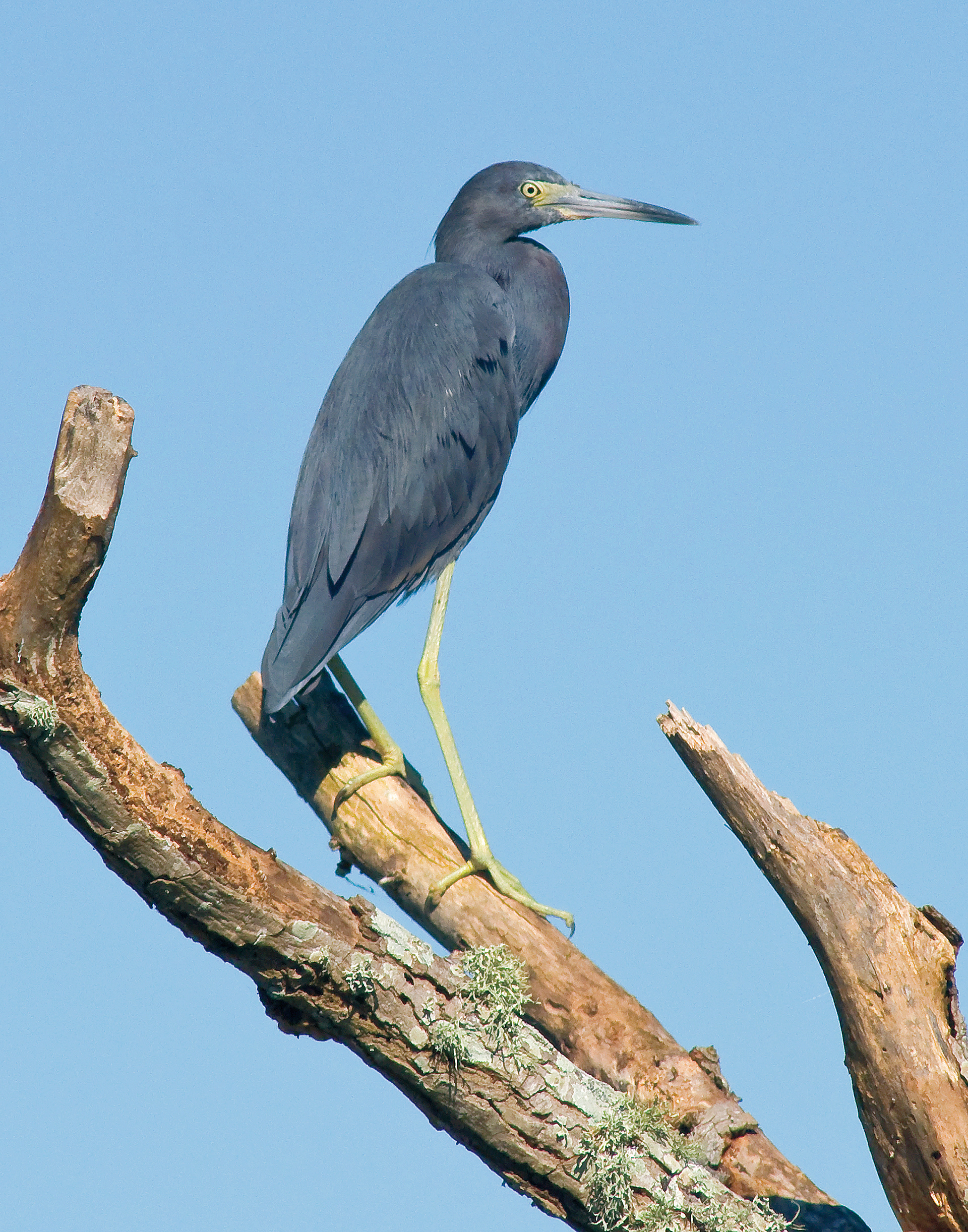 Little Blue Heron - Lacassine National Wildlife Refuge, Louisiana