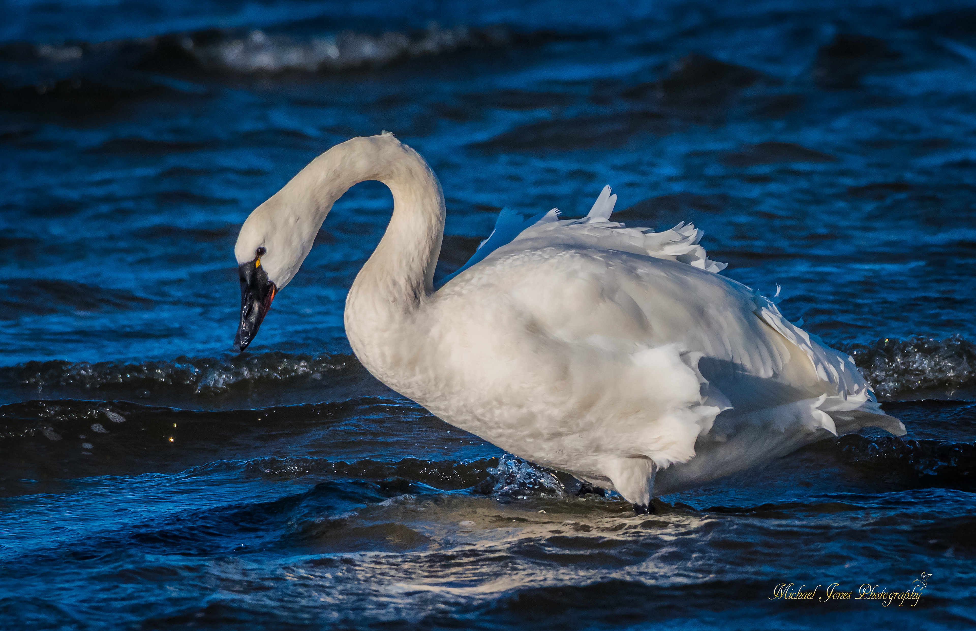 Trumpter Swan - Pea Island National Wildlife Refuge, NC