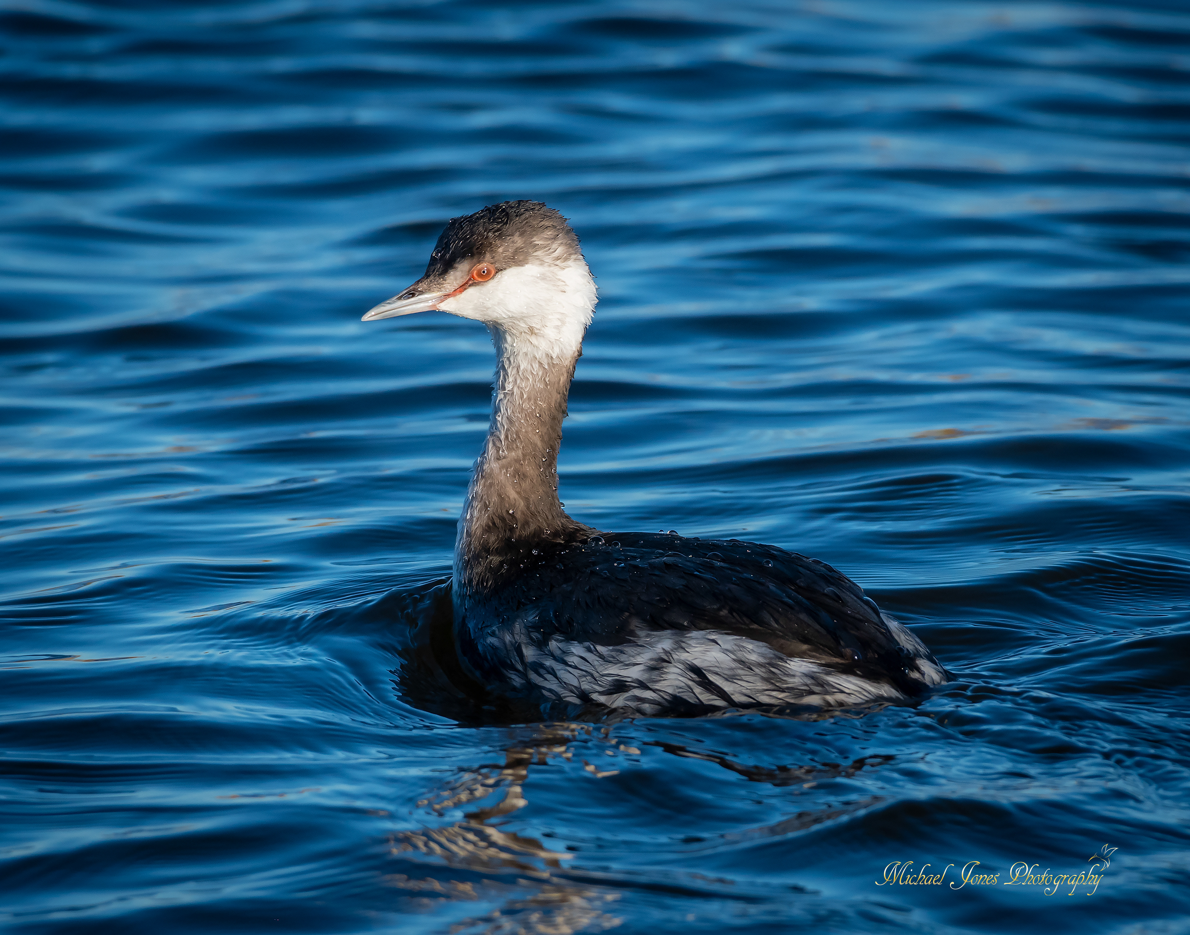 Horned Grebe - Pea Island National Wildlife Refuge, NC