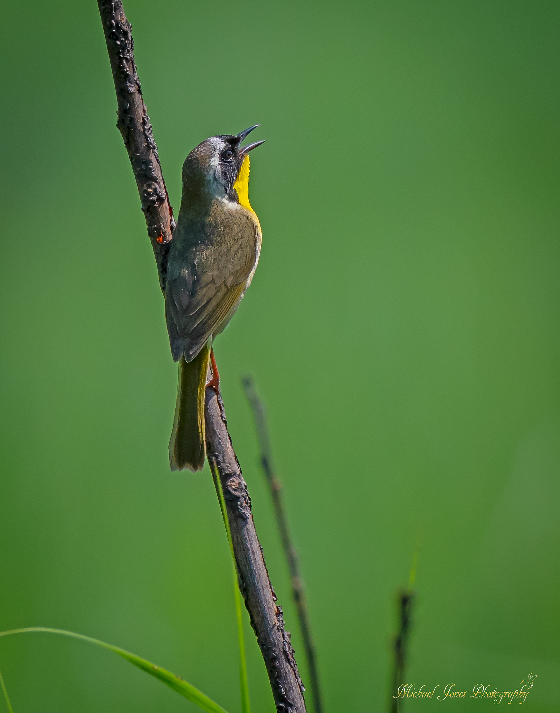 Common Yellowthroat Singing