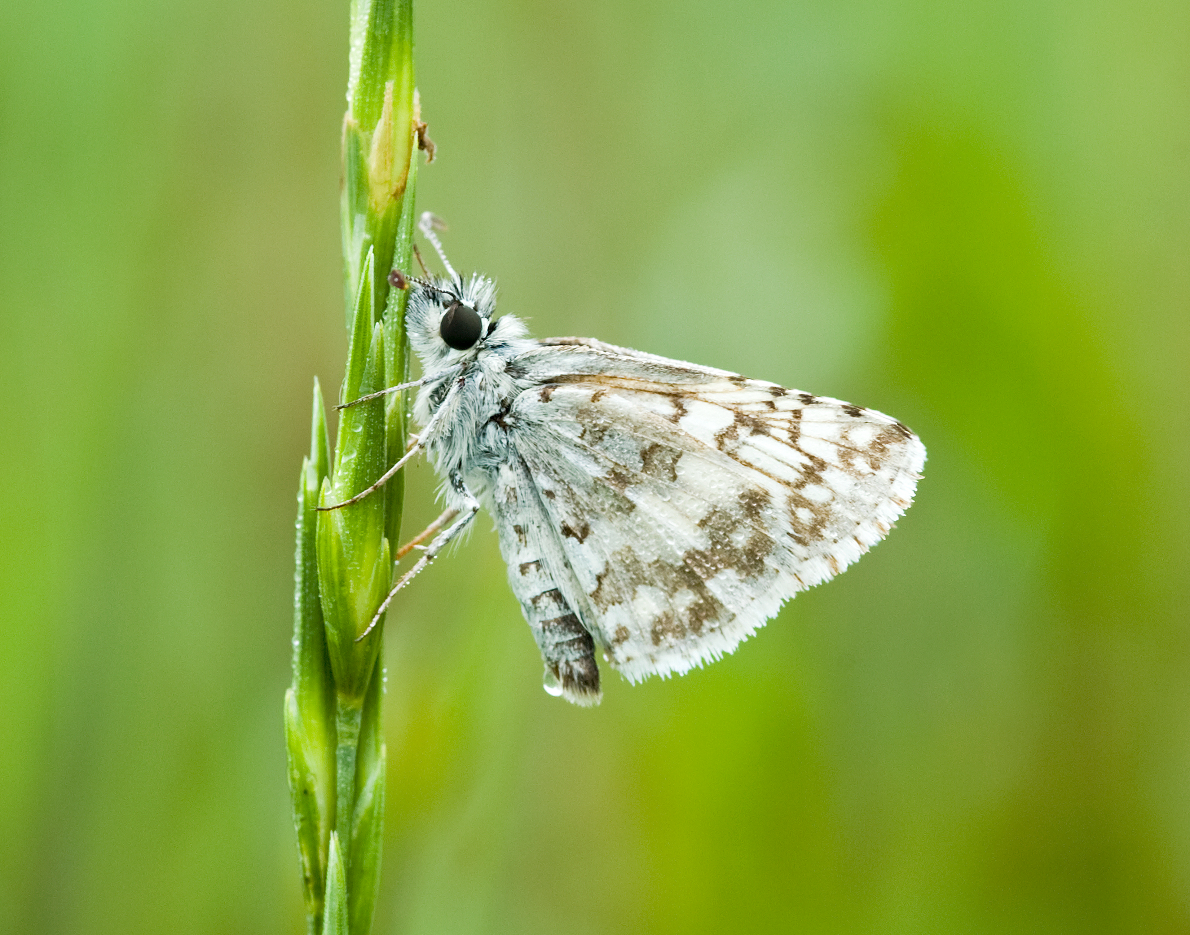Checkered Skipper