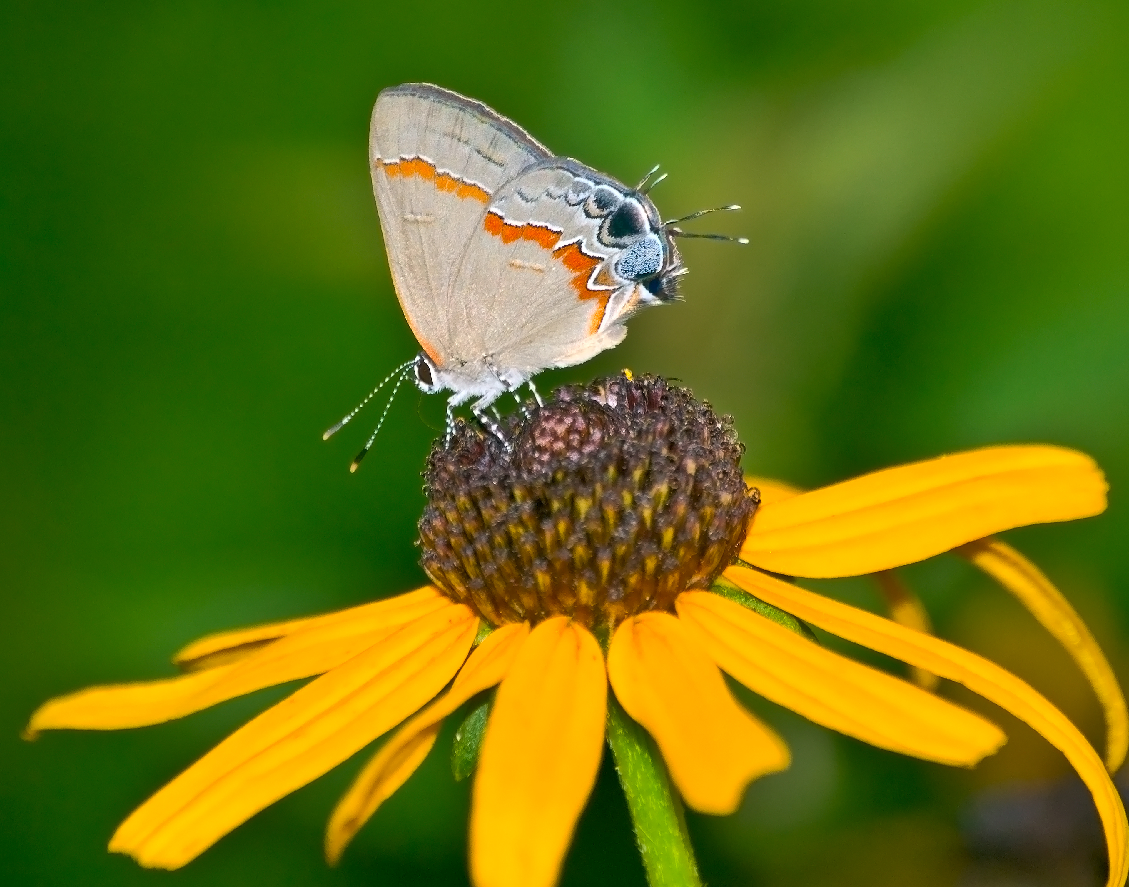 Red Banded Hairstreak
