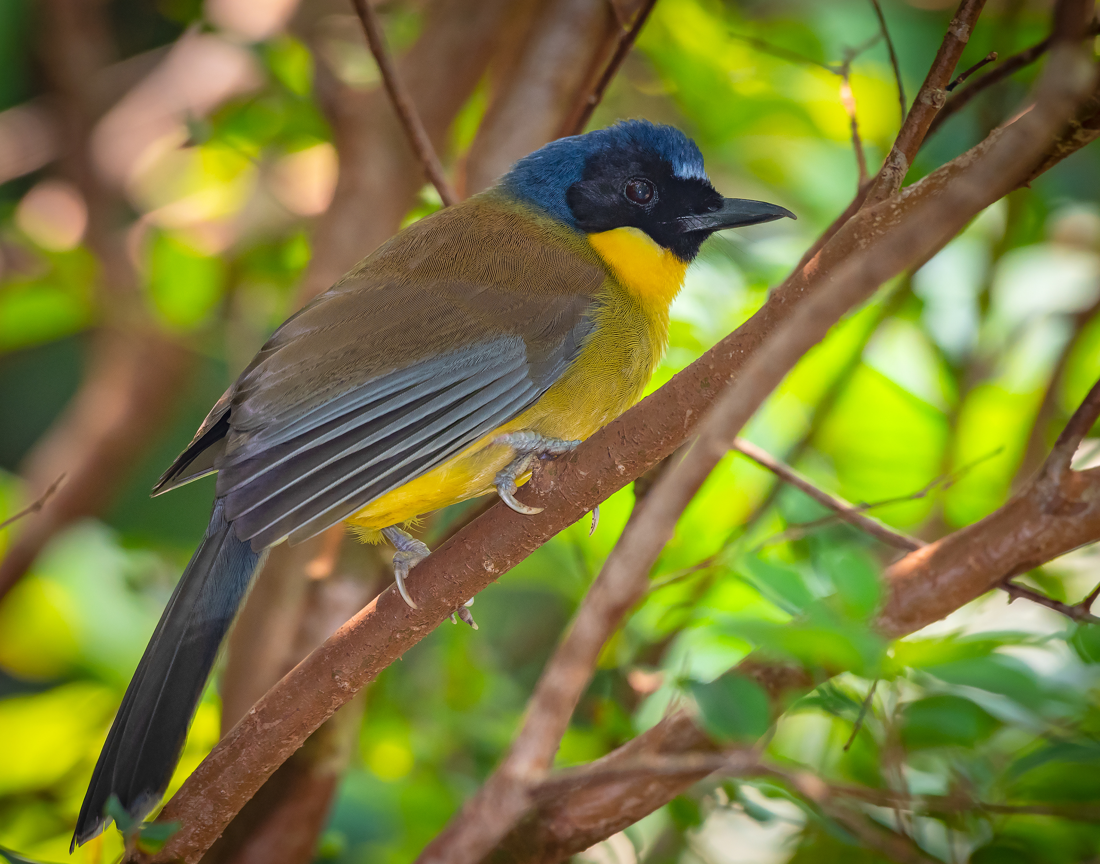 Blue-crowned Laughing Thrush (Jiangxi, China) (Critically Endangered)