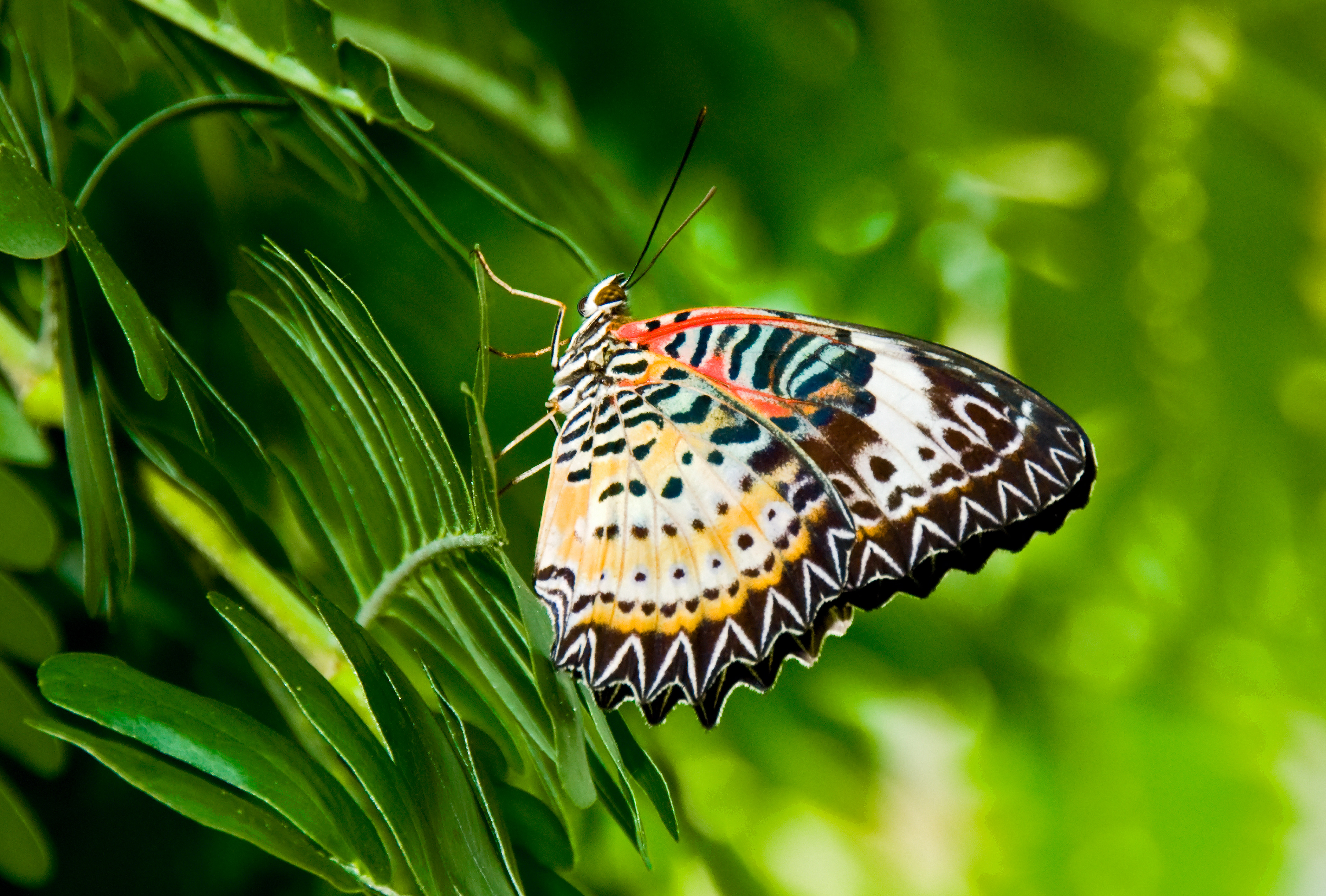Malasian Lacewing 1