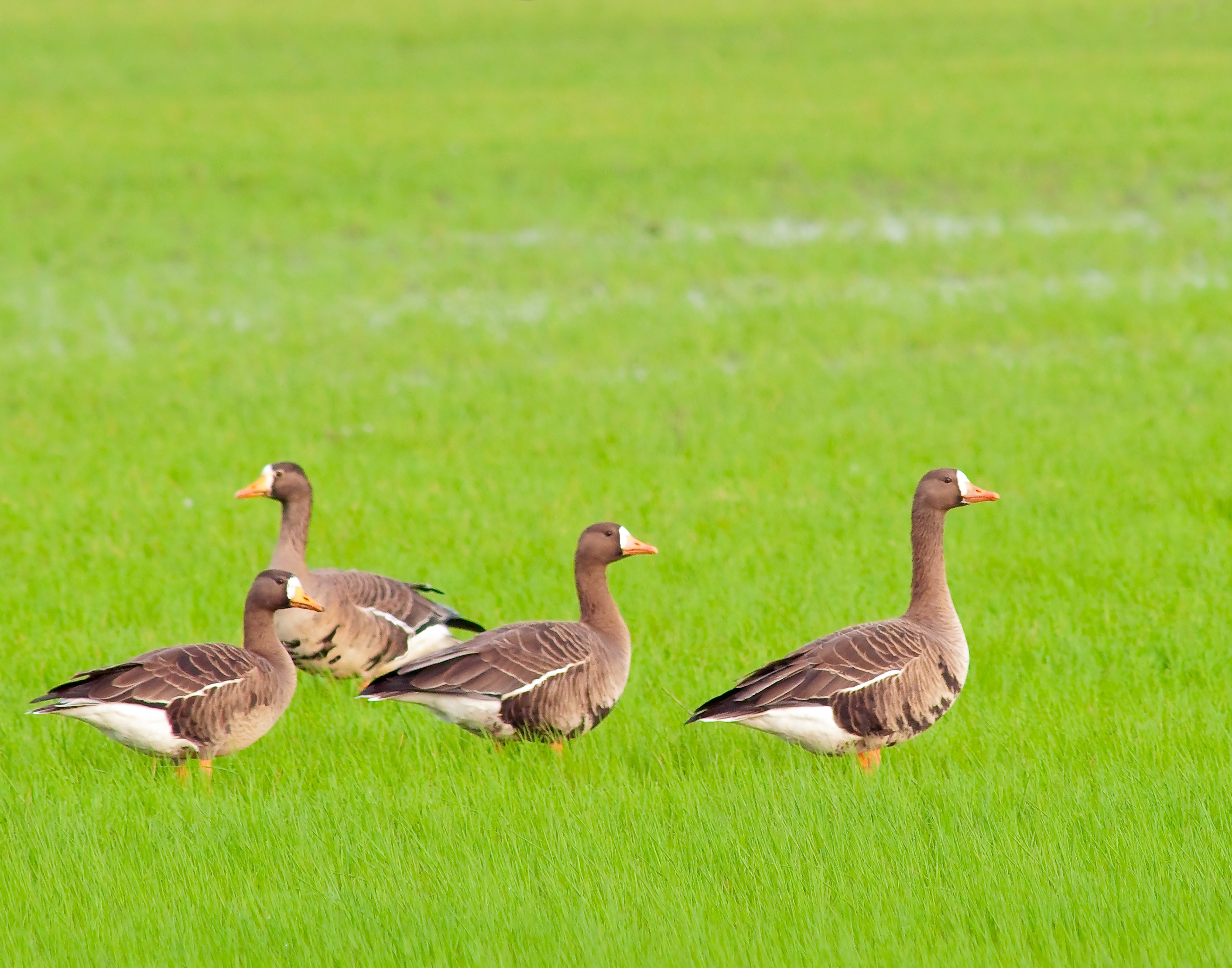 White-fronted Geese - Lacassine National Wildlife Refuge, Louisiana