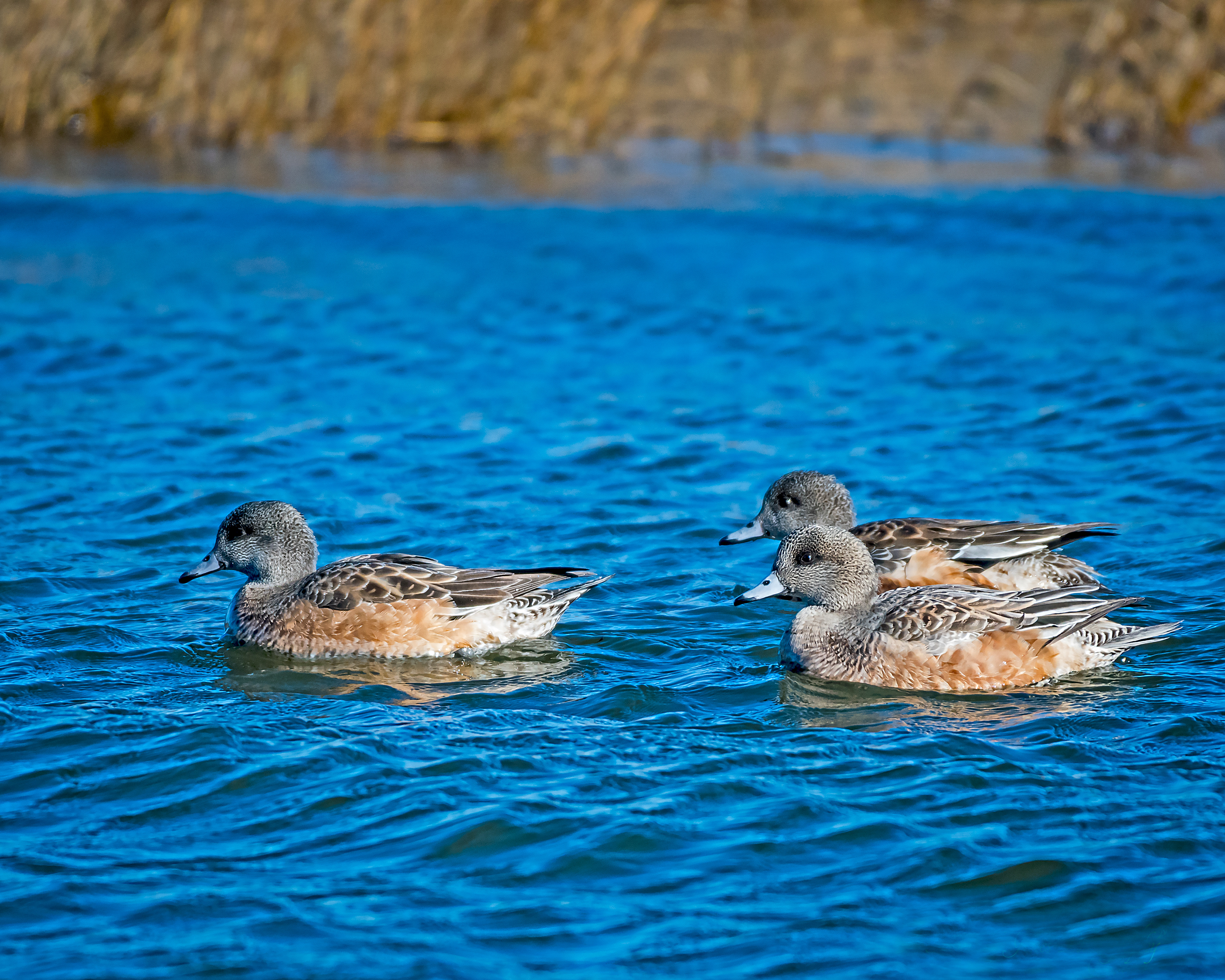 Female American Wigeons - Pea Island National Wildlife Refuge, NC