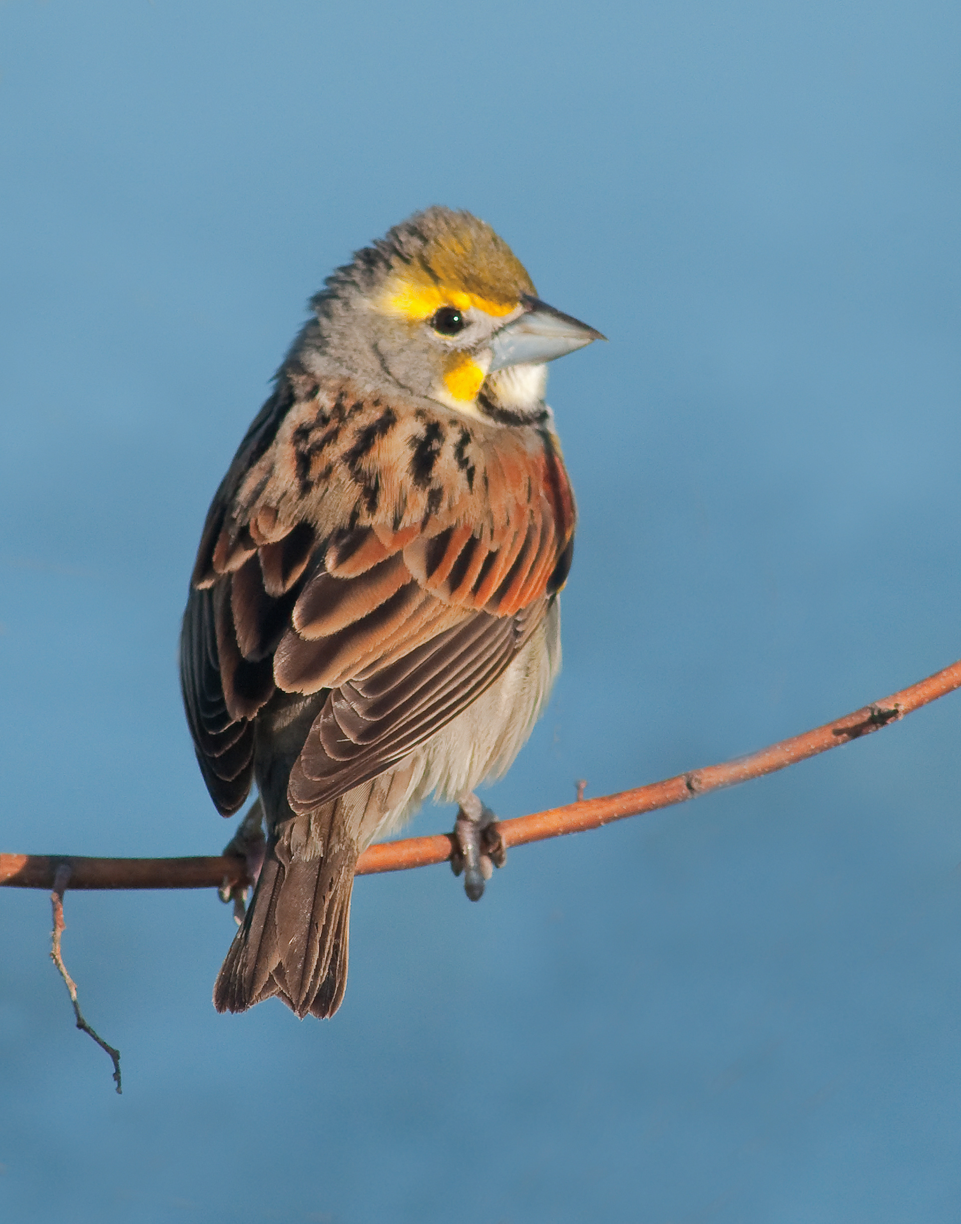 Dickcissel - Lacassine National Wildlife Refuge, Louisiana