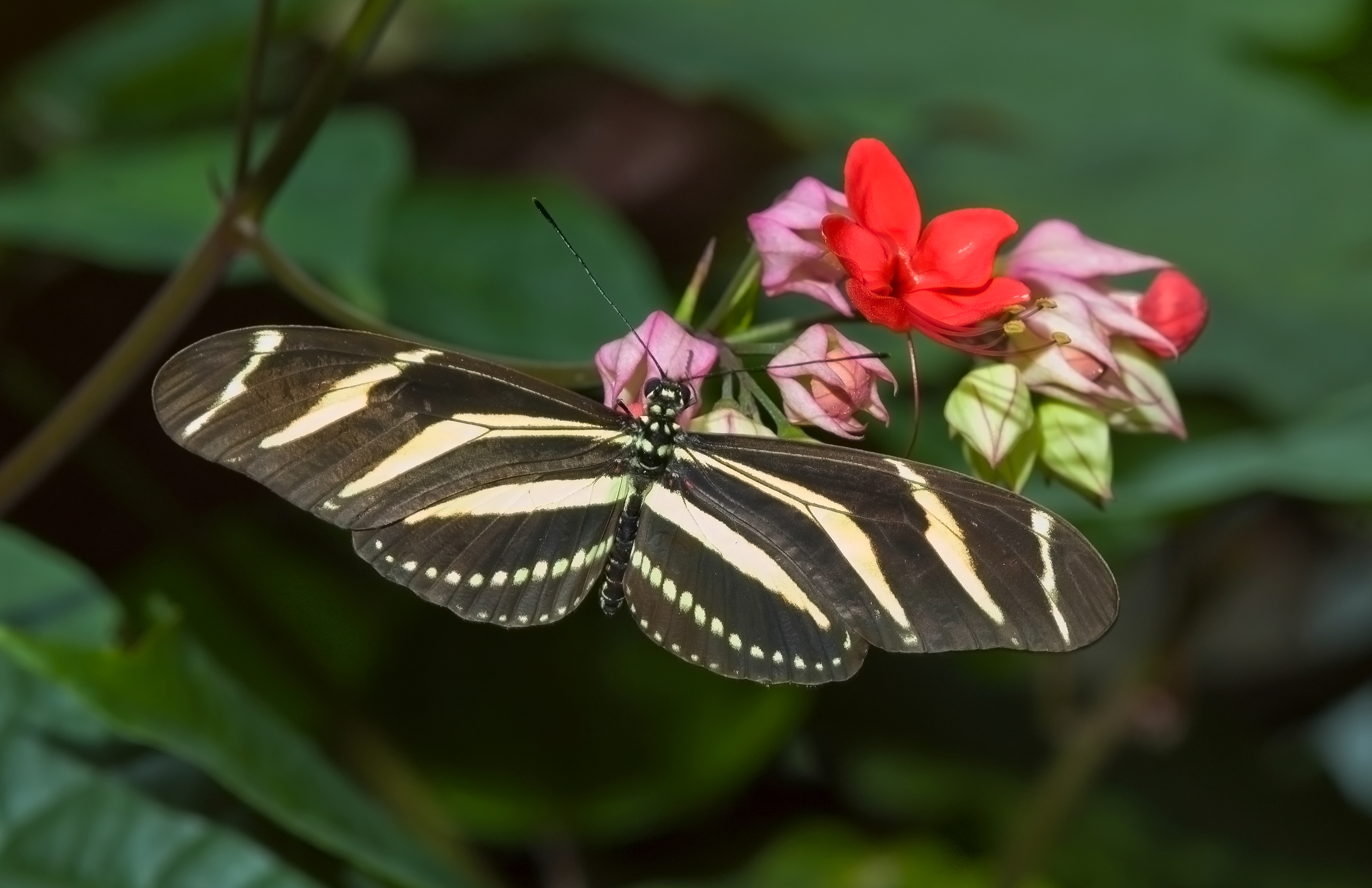 Zebra Longwing