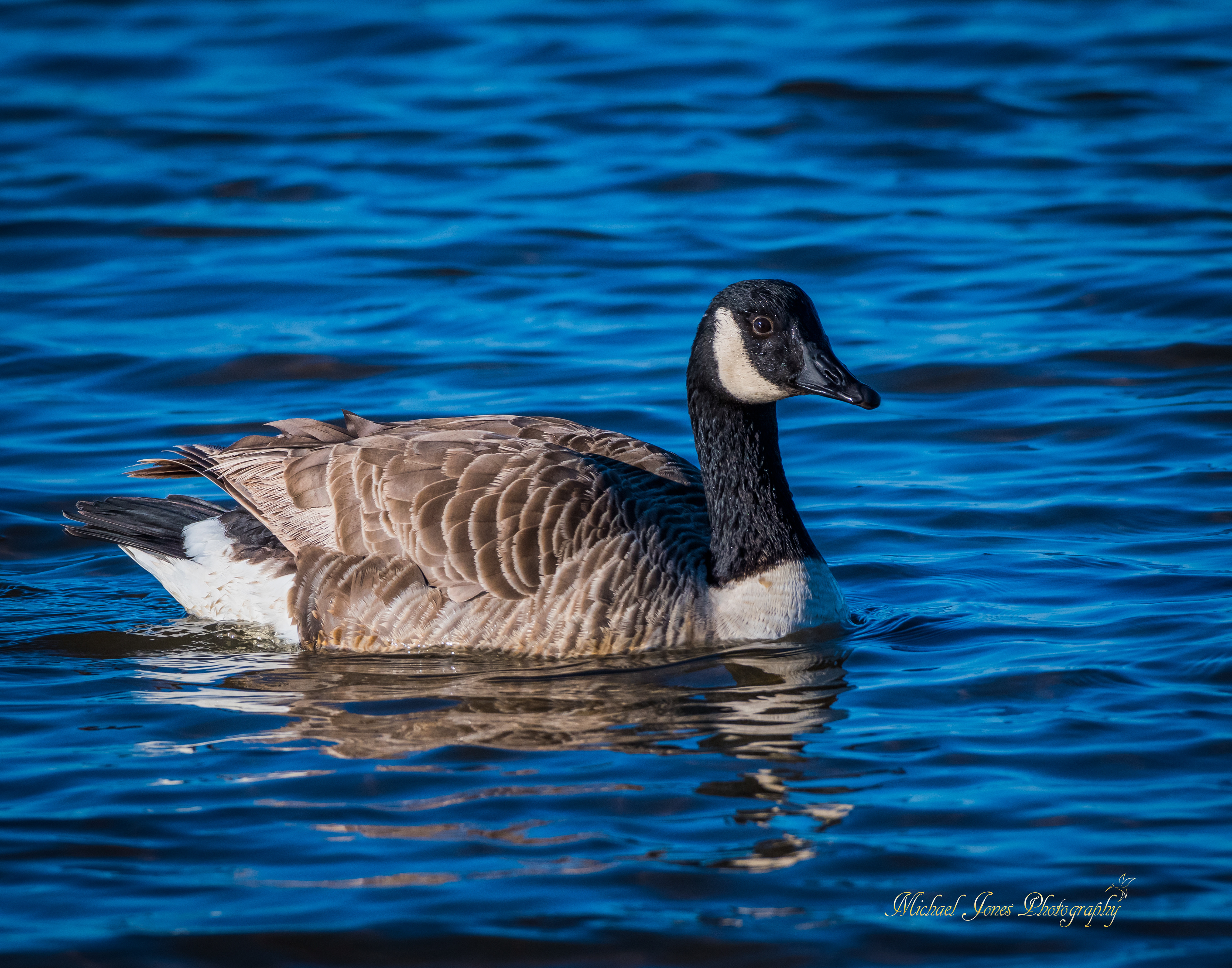 Canadian Goose - Pea Island National Wildlife Refuge