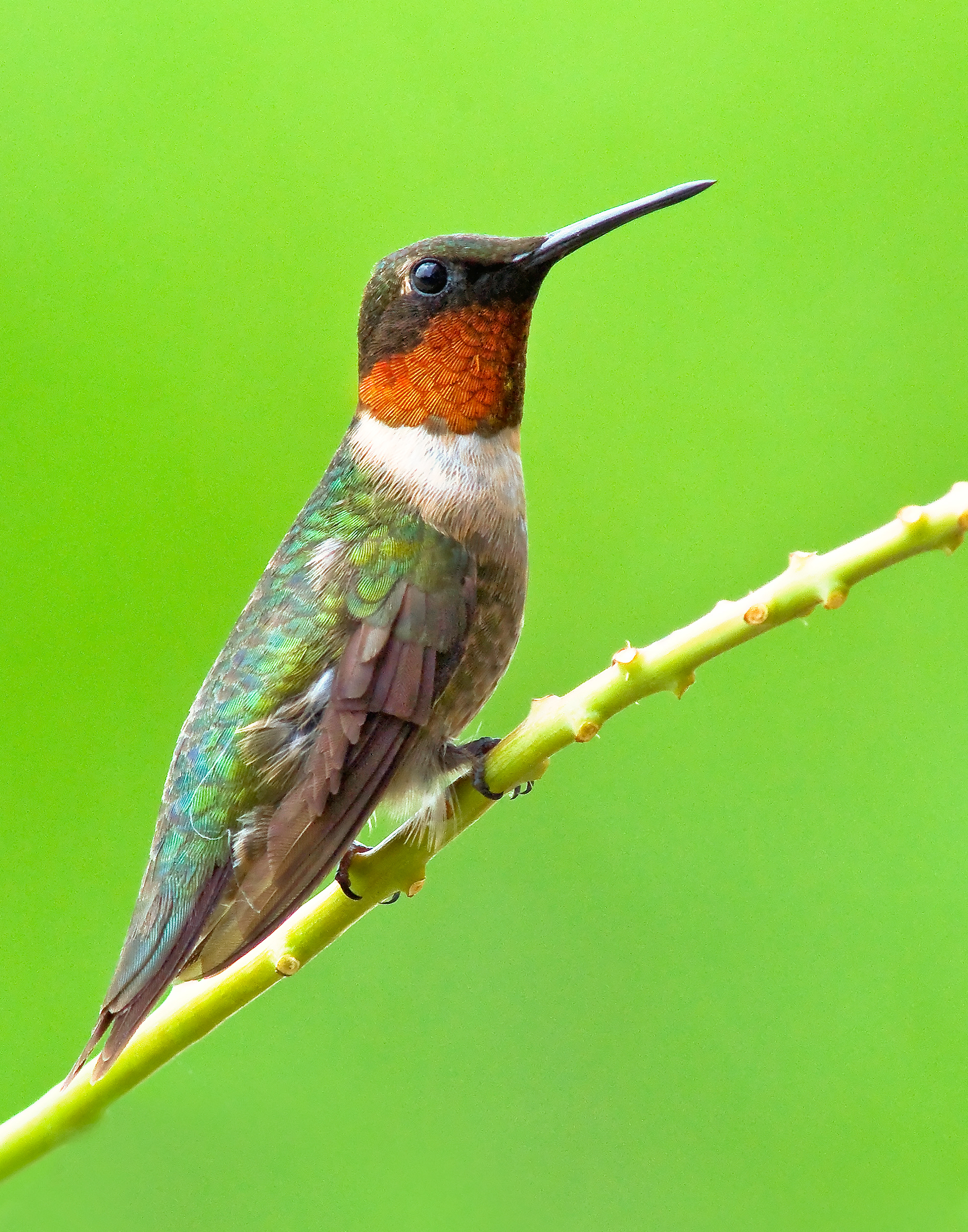 Male Rubythroated Hummingbird perched