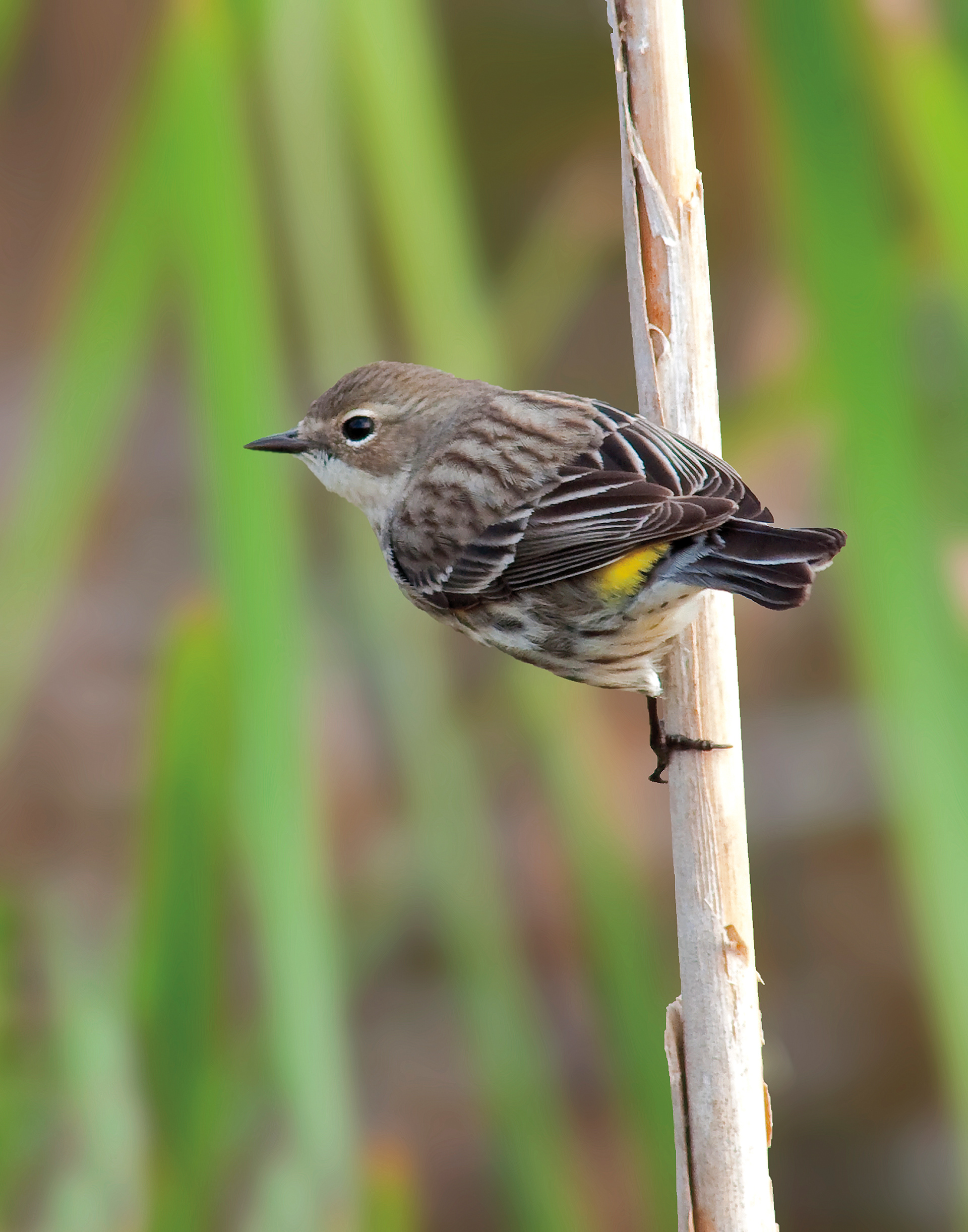 Yellow-rumped Warbler - Lacassine National Wildlife Refuge, Louisiana