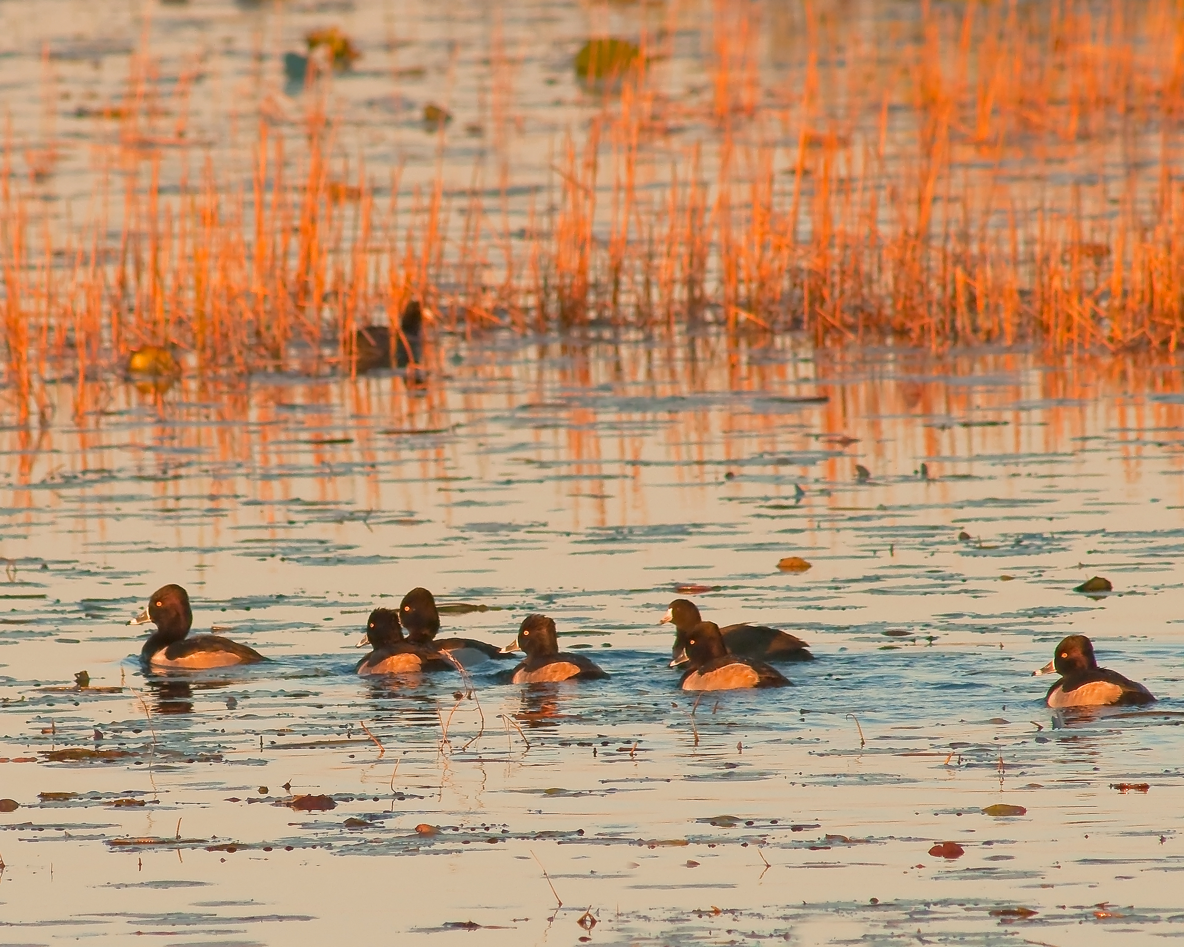 Ring-necked Duck Group - Lacassine National Wildlife Refuge, Louisiana