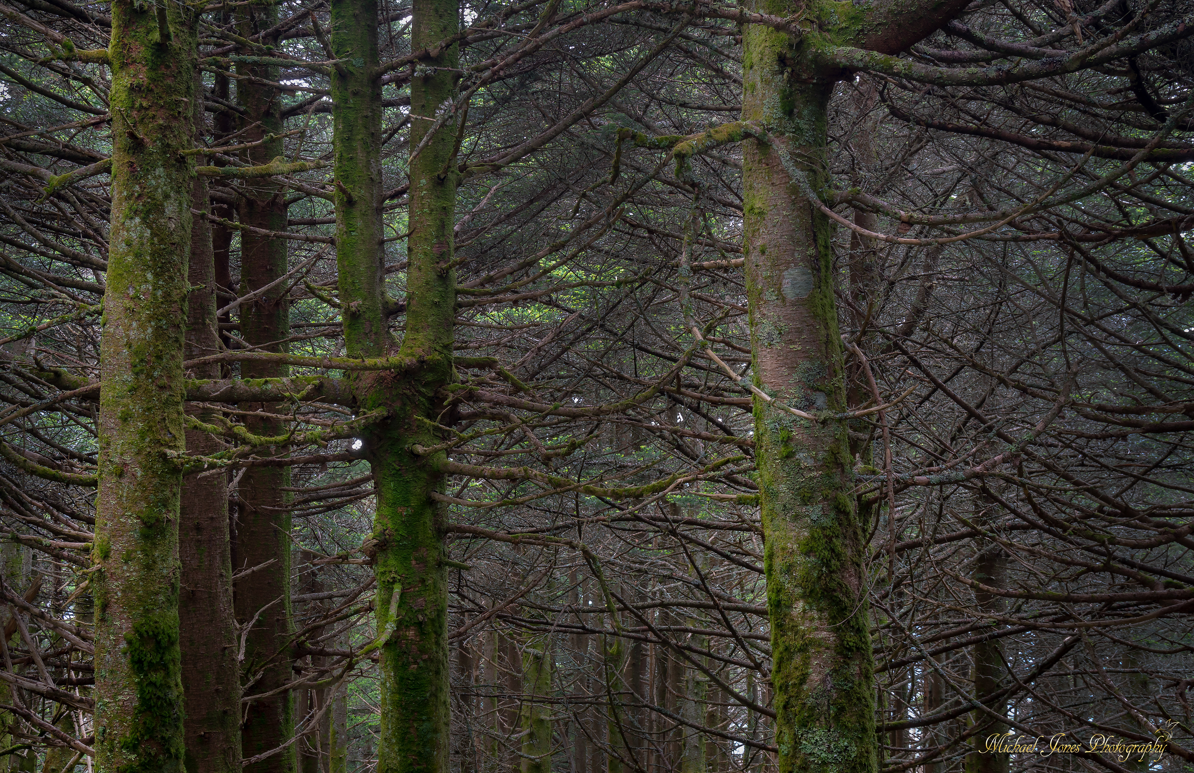 Old Trees - Mt. Mitchell State Park, NC